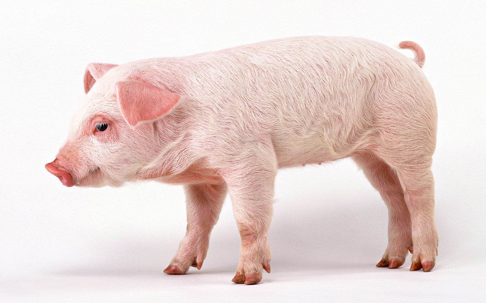 Pig Wallpaper and Background