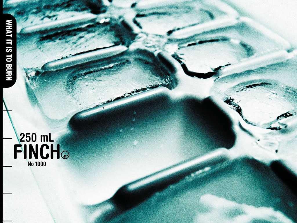 Finch. free wallpaper, music wallpaper, desktop backrgounds!