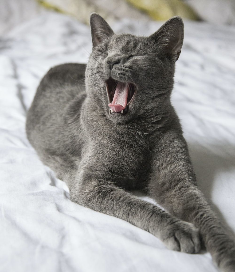 Cat Yawning Picture. Download Free Image