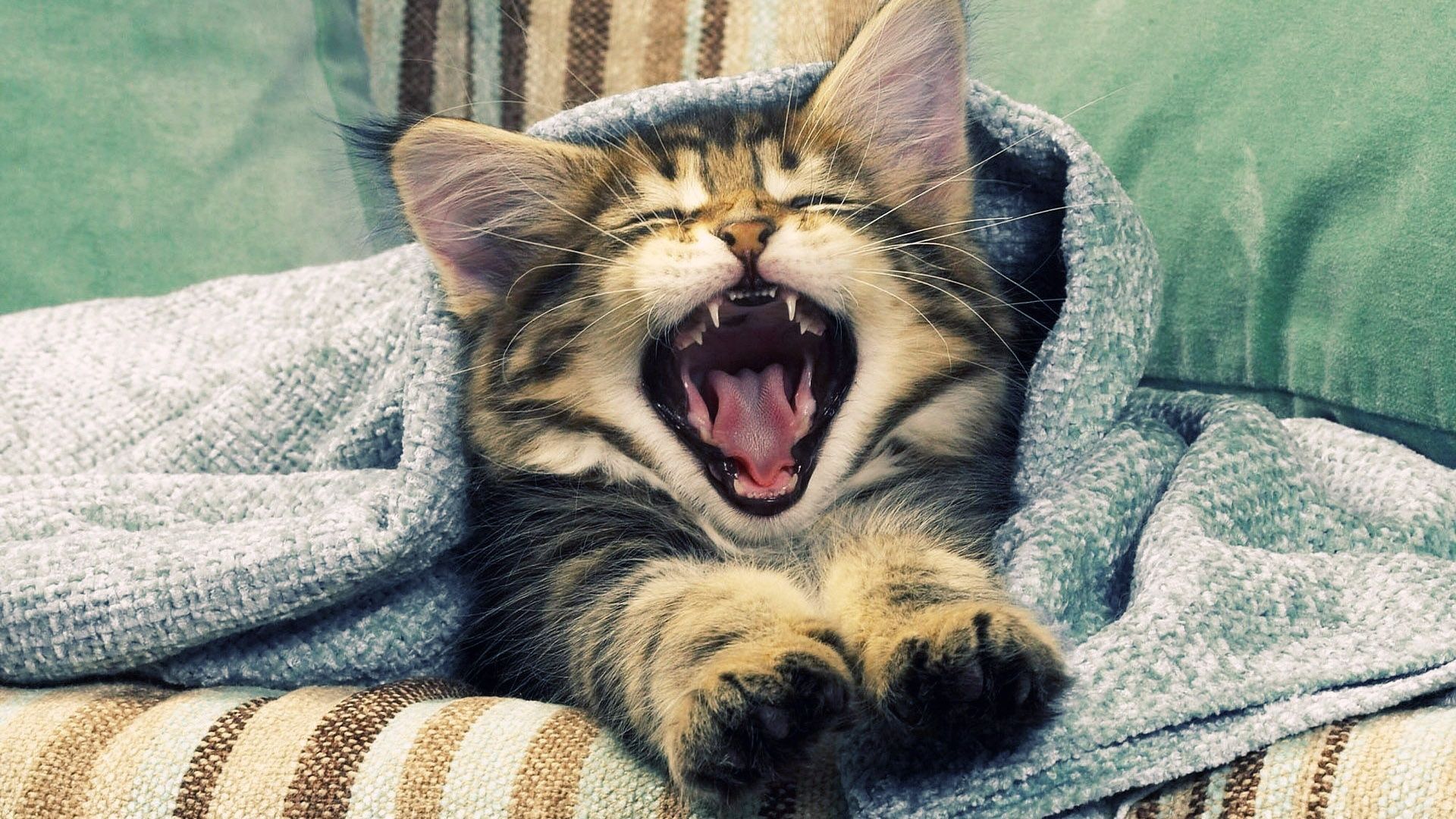 Mobogenie Good Morning!. Cat Yawning, Kittens Cutest, Cute Animals