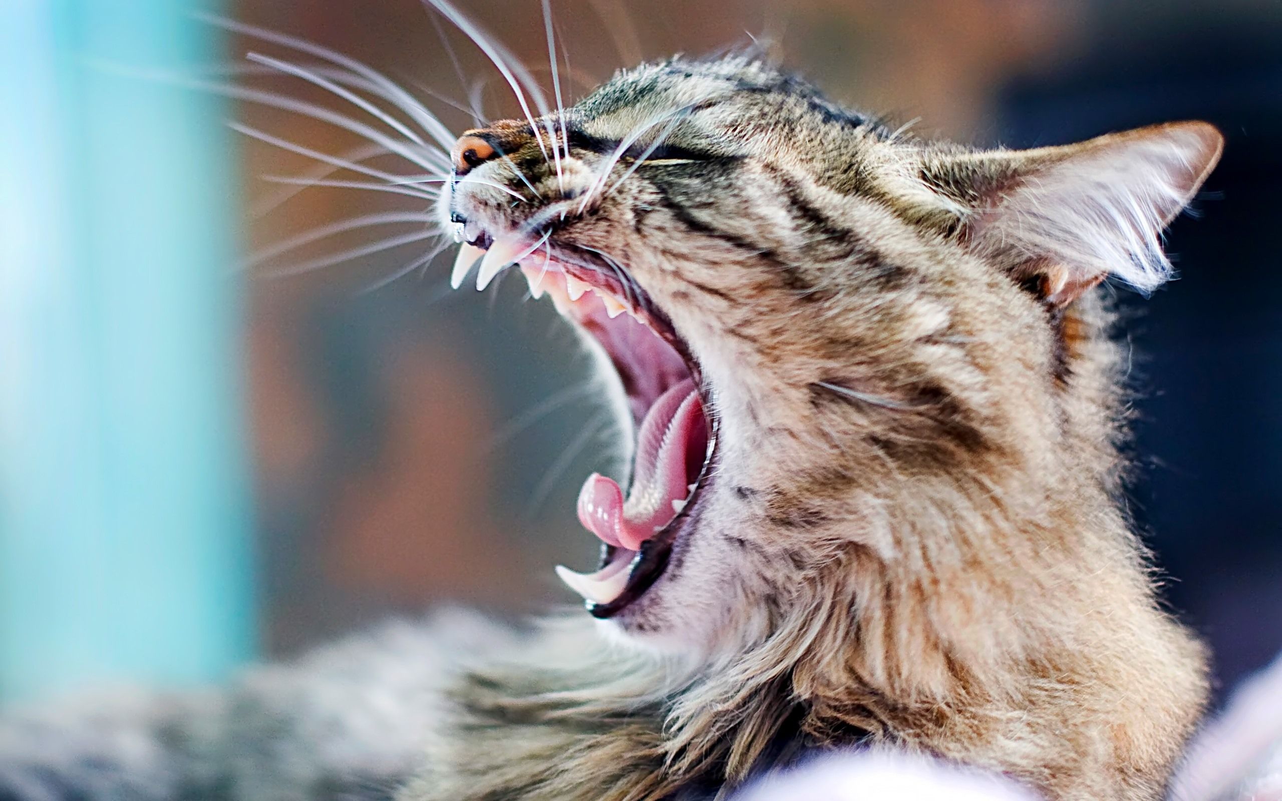 Cat Yawning Wallpapers - Wallpaper Cave