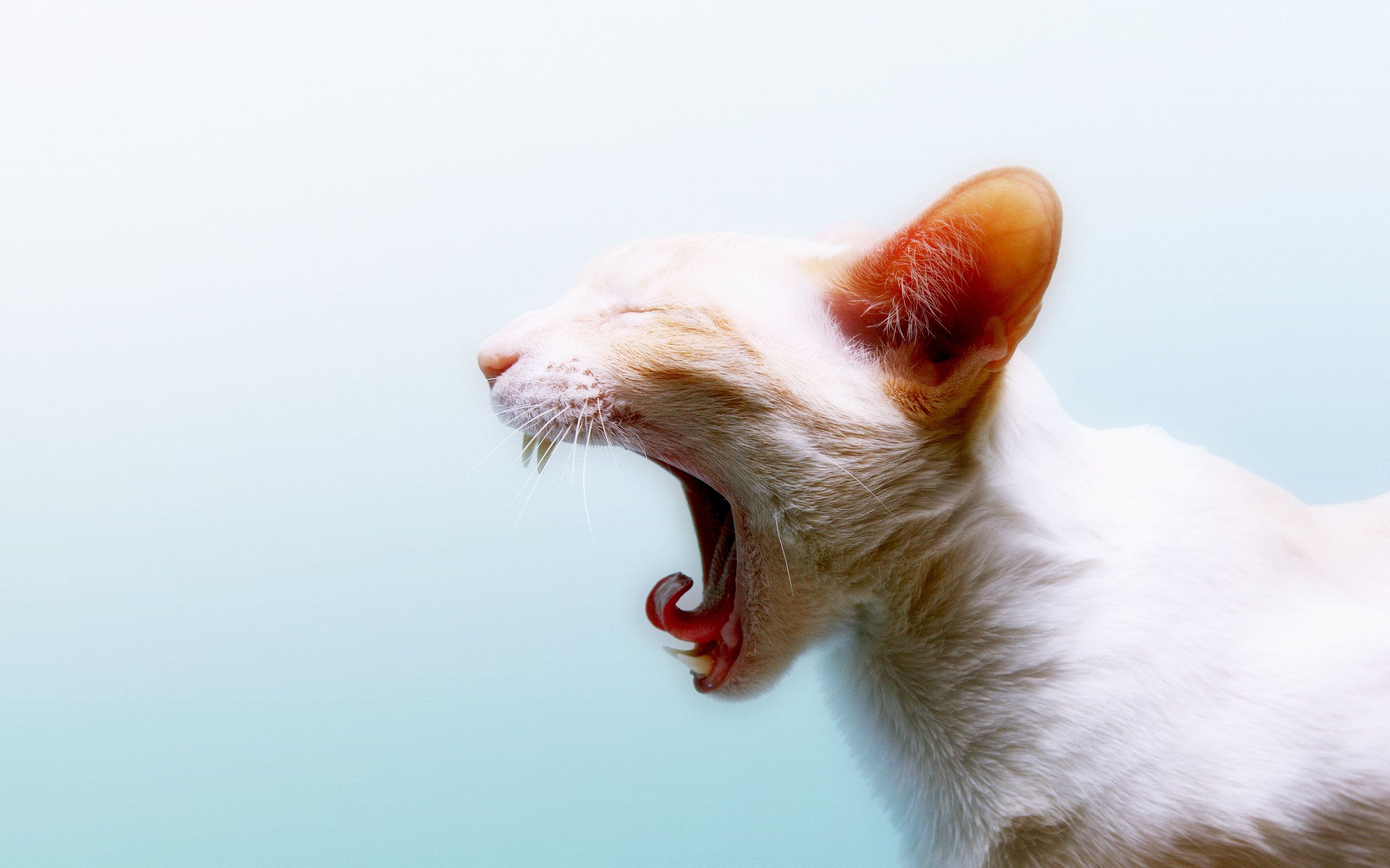 yawning, Cat Wallpaper HD / Desktop and Mobile Background