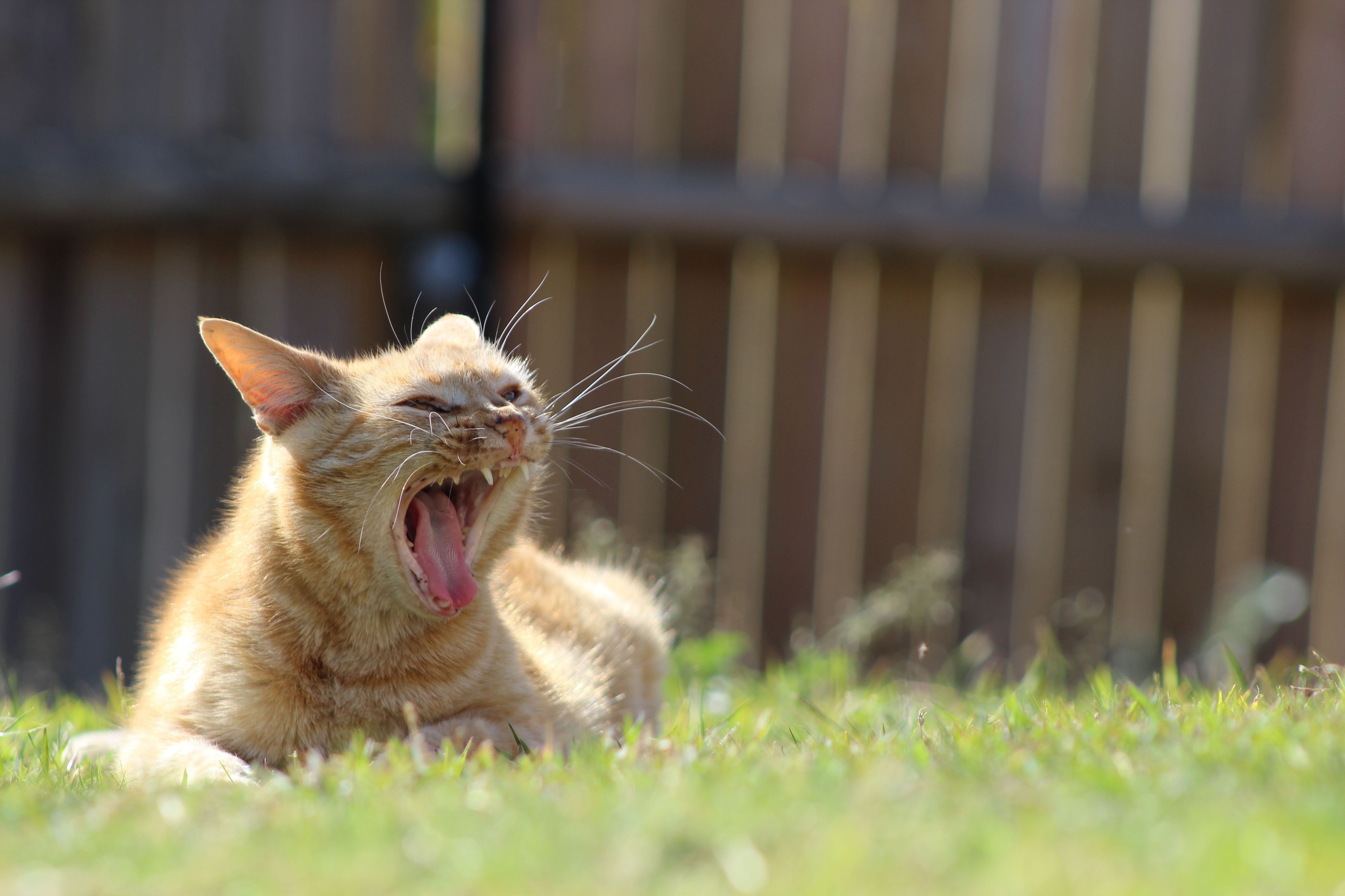 cat, Animals, Grass, Depth Of Field, Yawning Wallpaper HD / Desktop and Mobile Background
