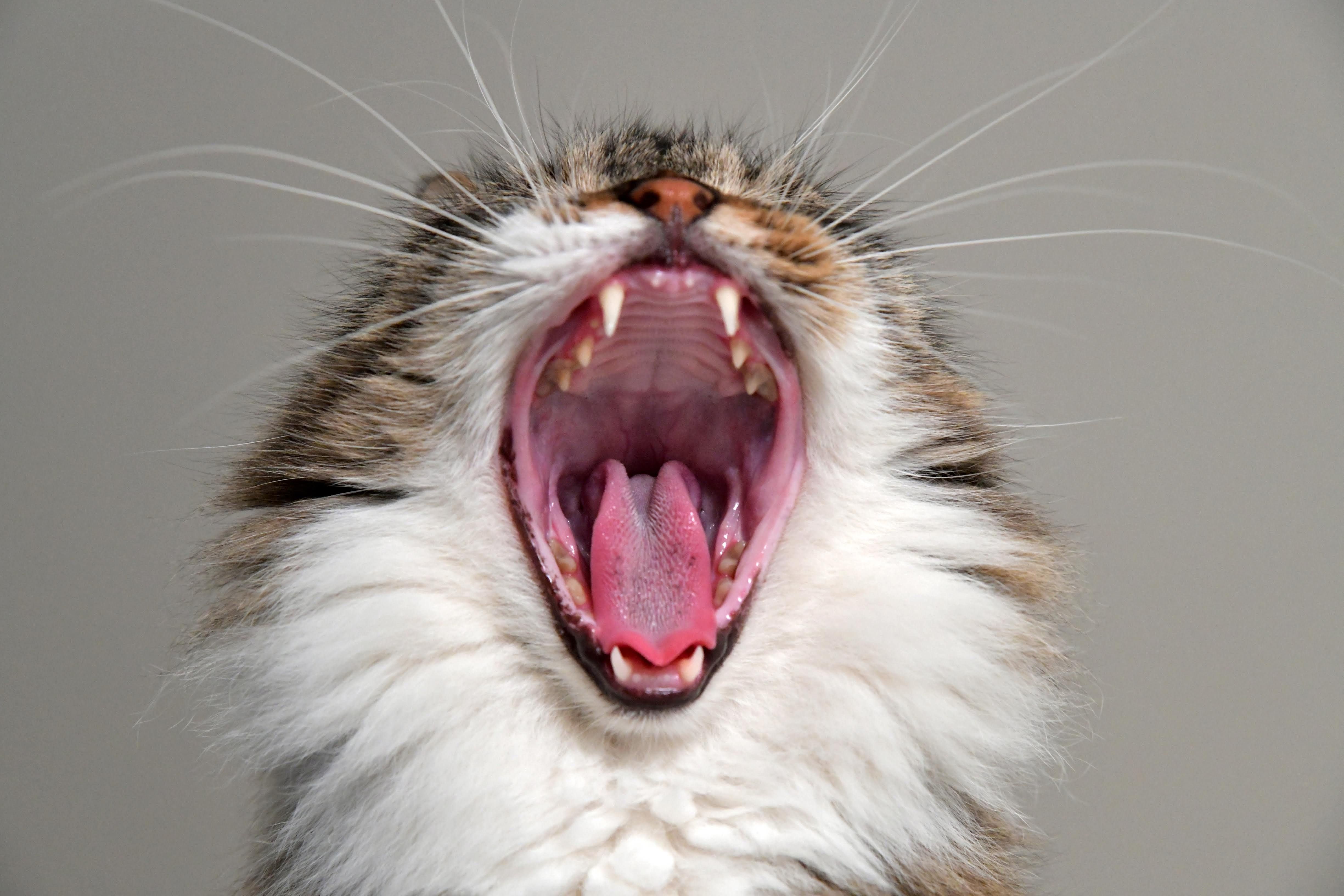 Yawning Cat · Free