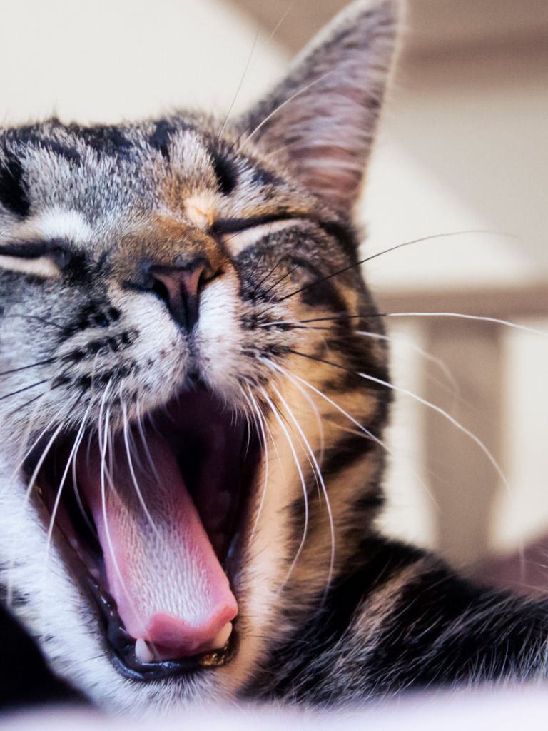 Free download Cat yawning full HD 1080p wallpaper desktop background [1920x1080] for your Desktop, Mobile & Tablet. Explore Cat HD Wallpaper 1080p. Abstract HD Wallpaper 1080p, Wallpaper HD 1080p