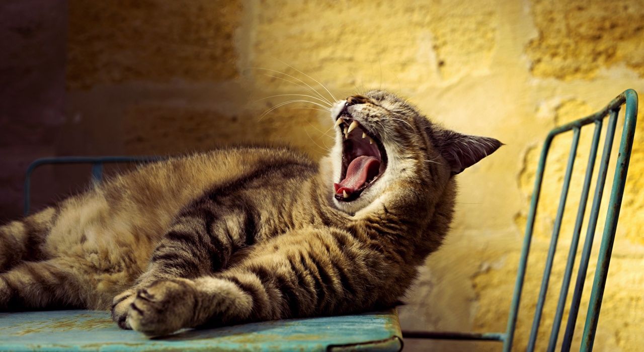 Wallpaper cat Yawn Tongue Animals