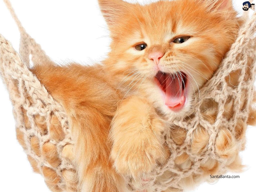 A cute yawning kitten in a hammock