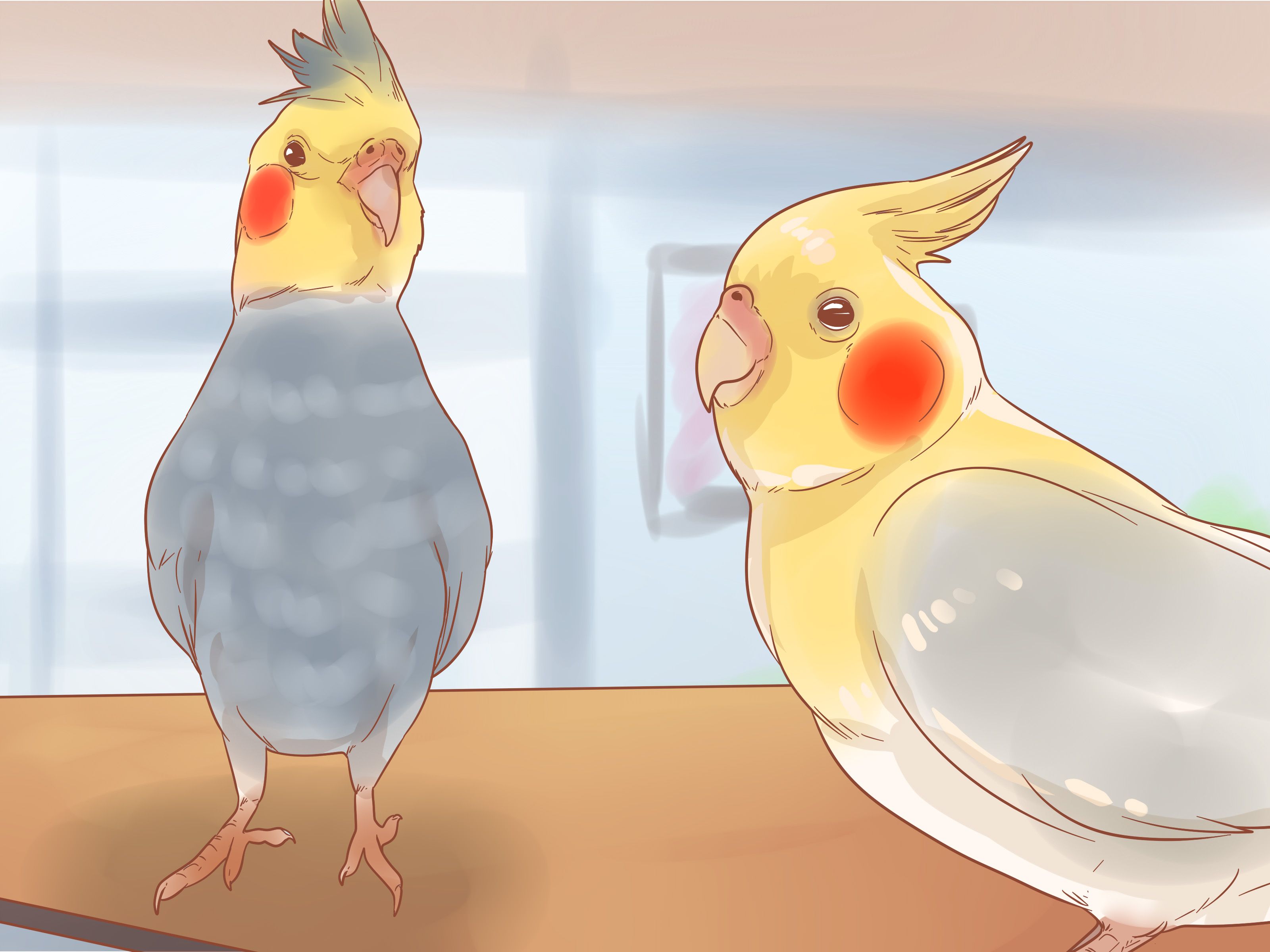 How to Keep Your Cockatiel Happy: 13 Steps (with Picture)