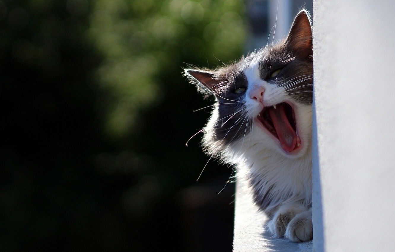 Wallpaper cat, cat, yawns, yawn image for desktop, section кошки