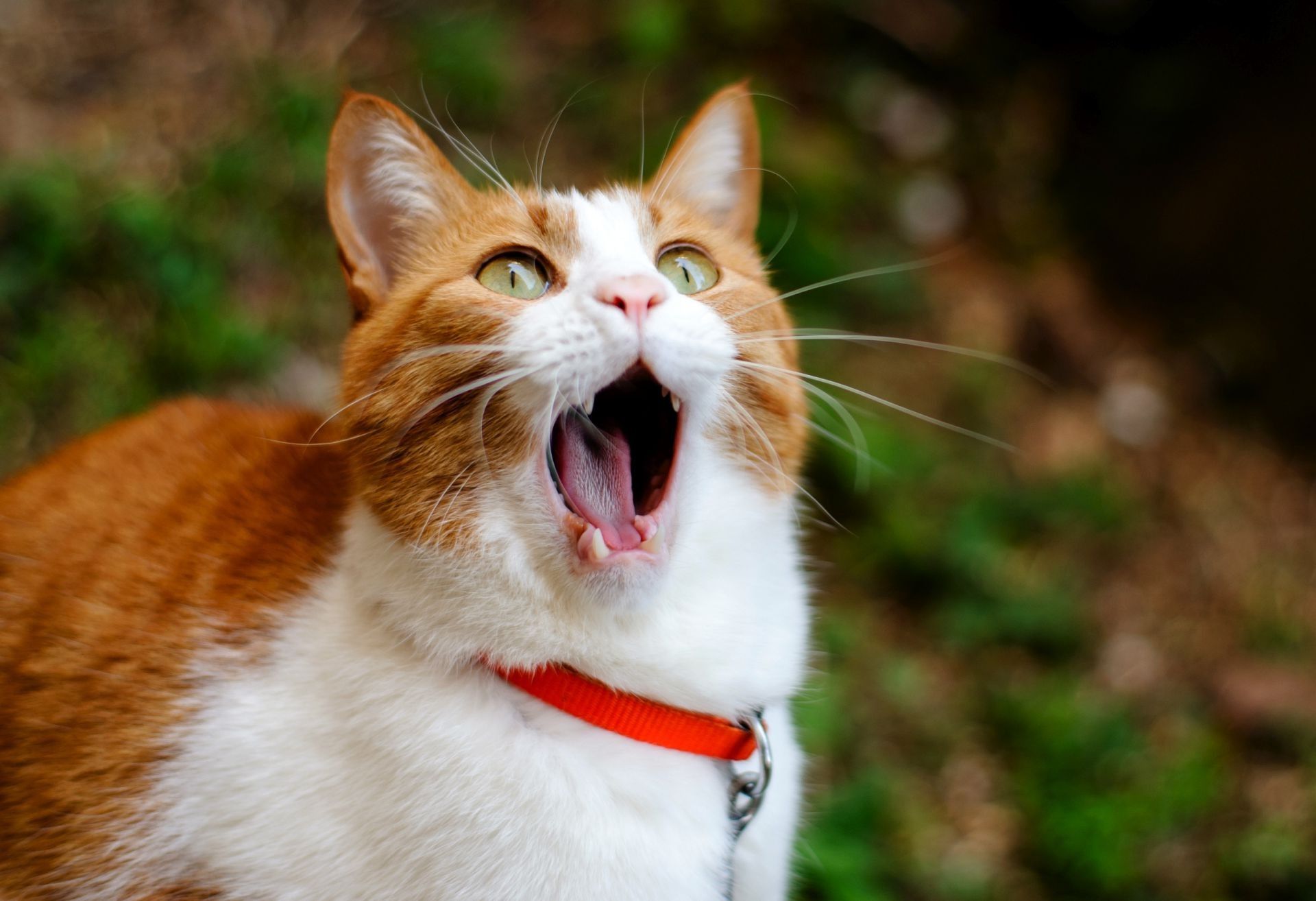 Wallpaper cat yawning