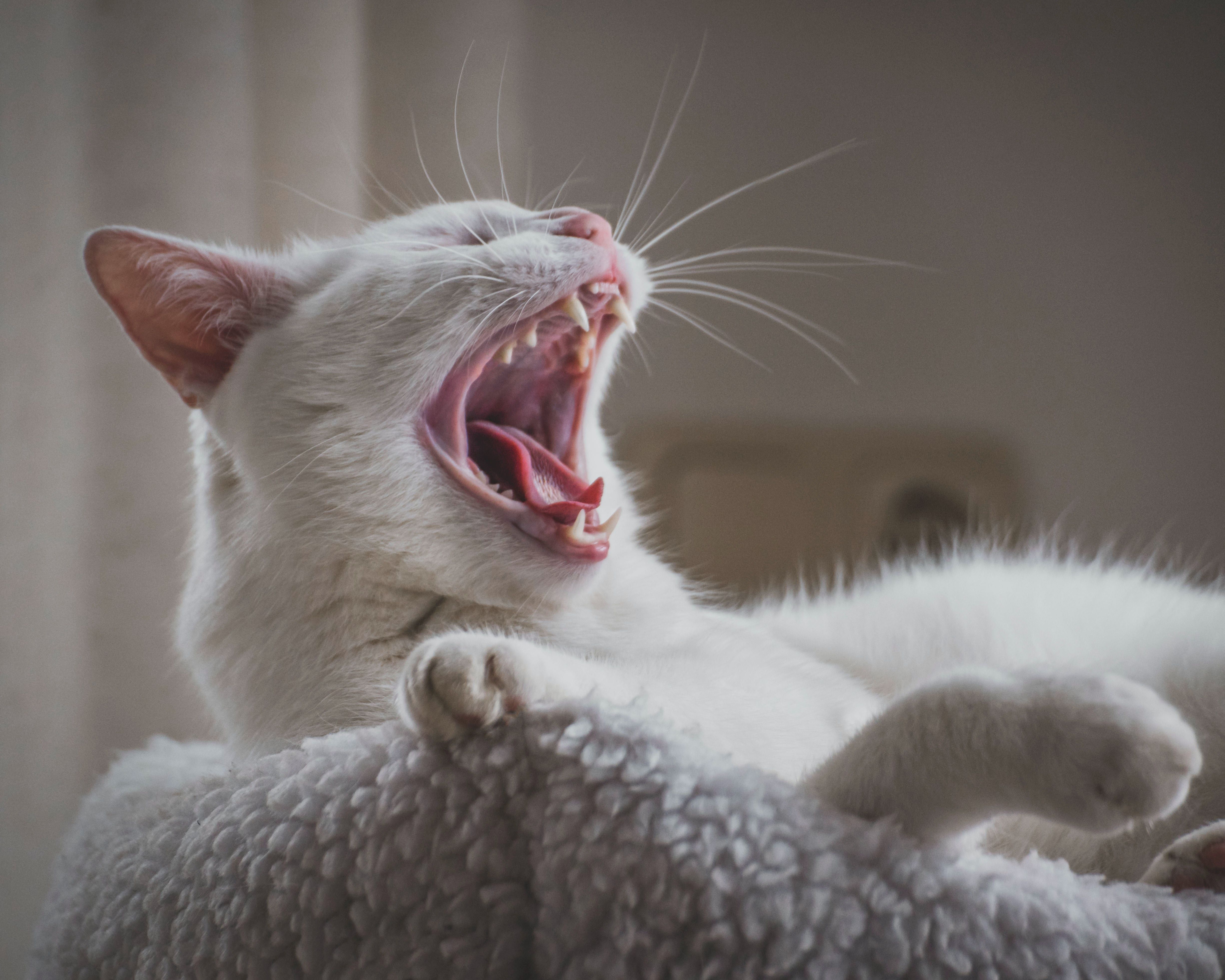 Close Up Photo Of Yawning Cat · Free