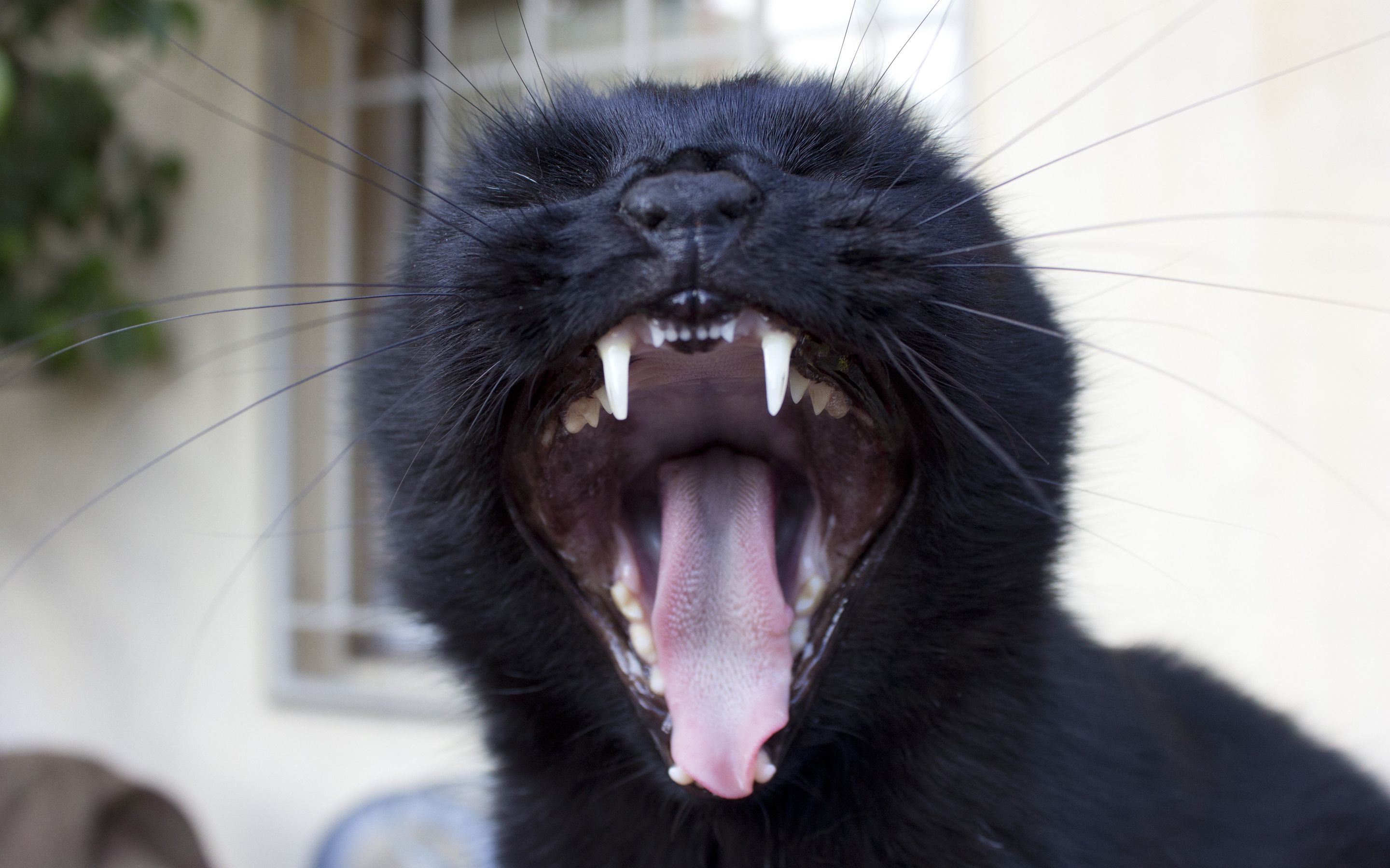 Black Cats. Cat yawning, Black cat, Cats