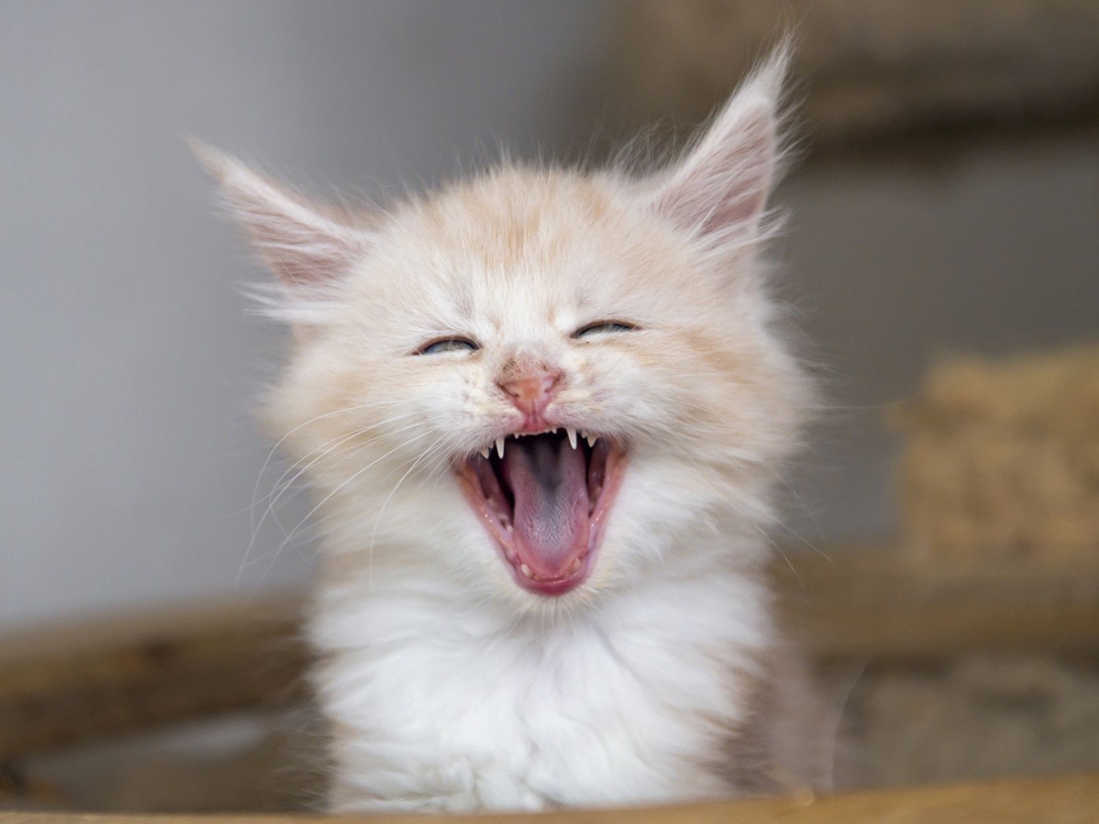image kitty cat Maine Coon Cats Tongue yawning animal 1600x1200