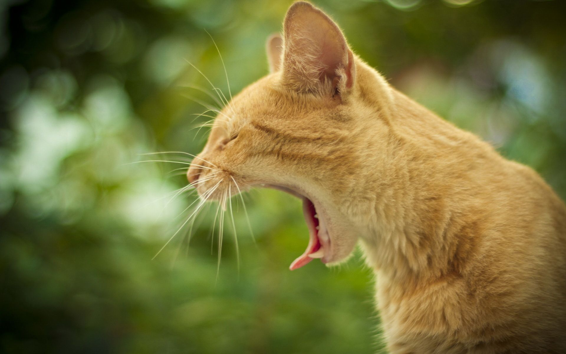 Small red cat yawns wallpaper and image, picture, photo