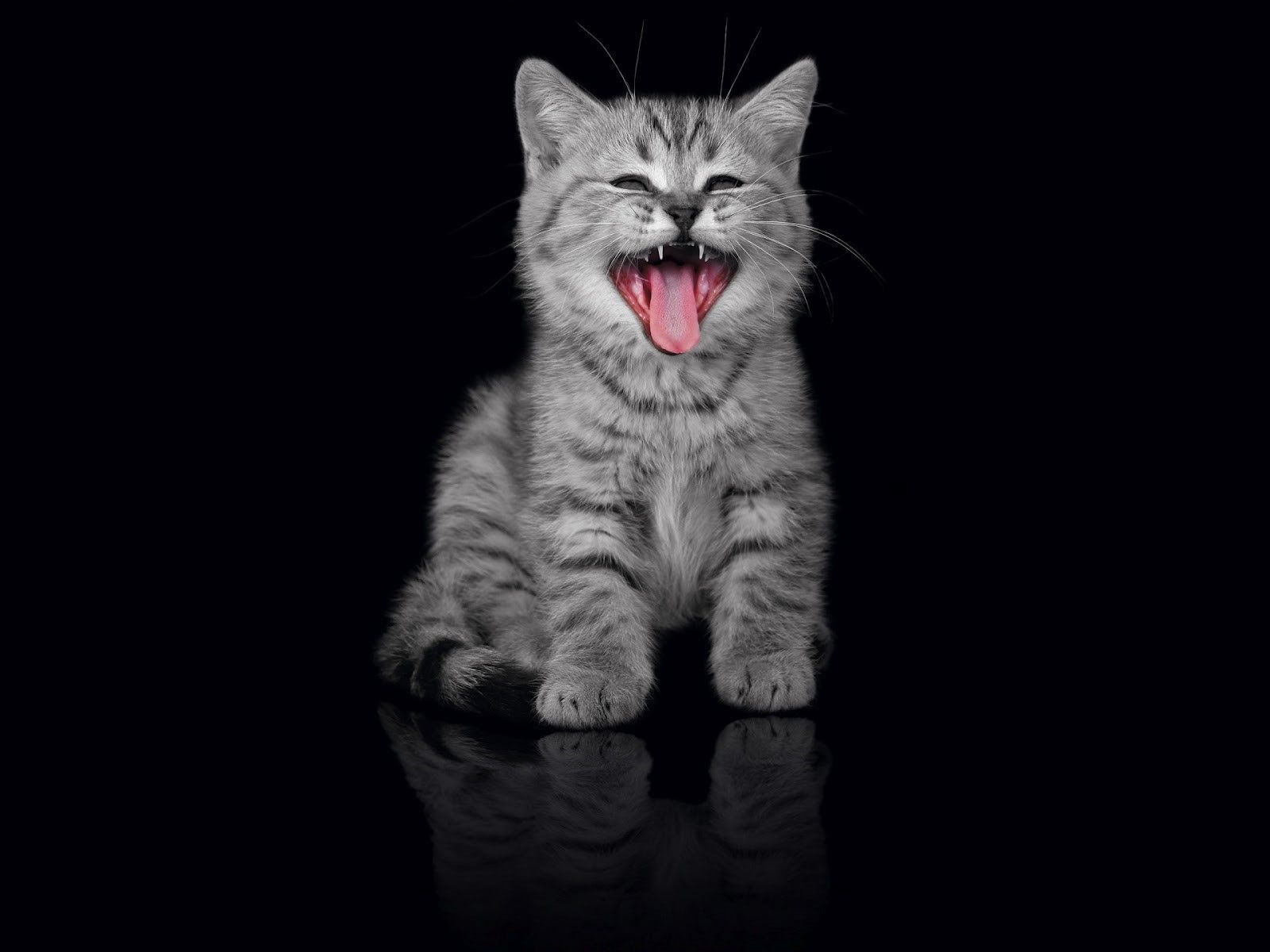 TGIF Cats out our blog network for more cute like this!. Cat wallpaper, Cats, Yawning animals