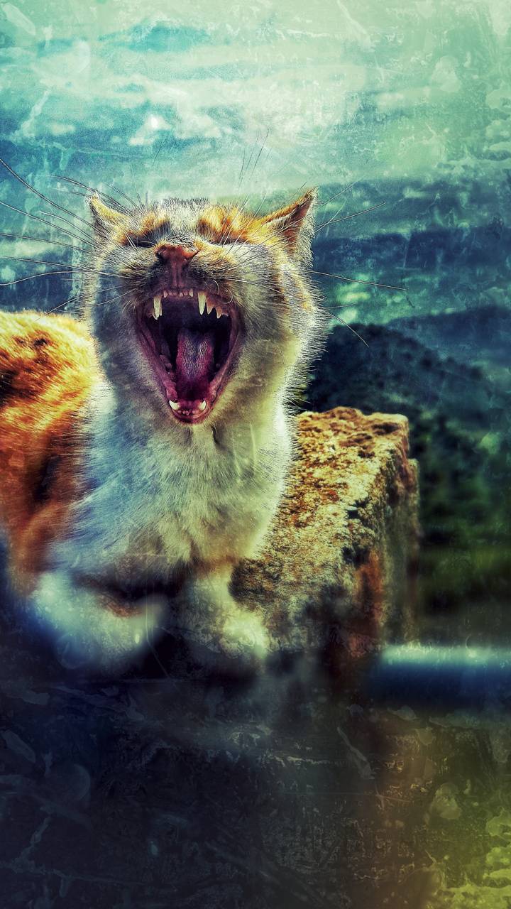 Yawning Cat wallpaper