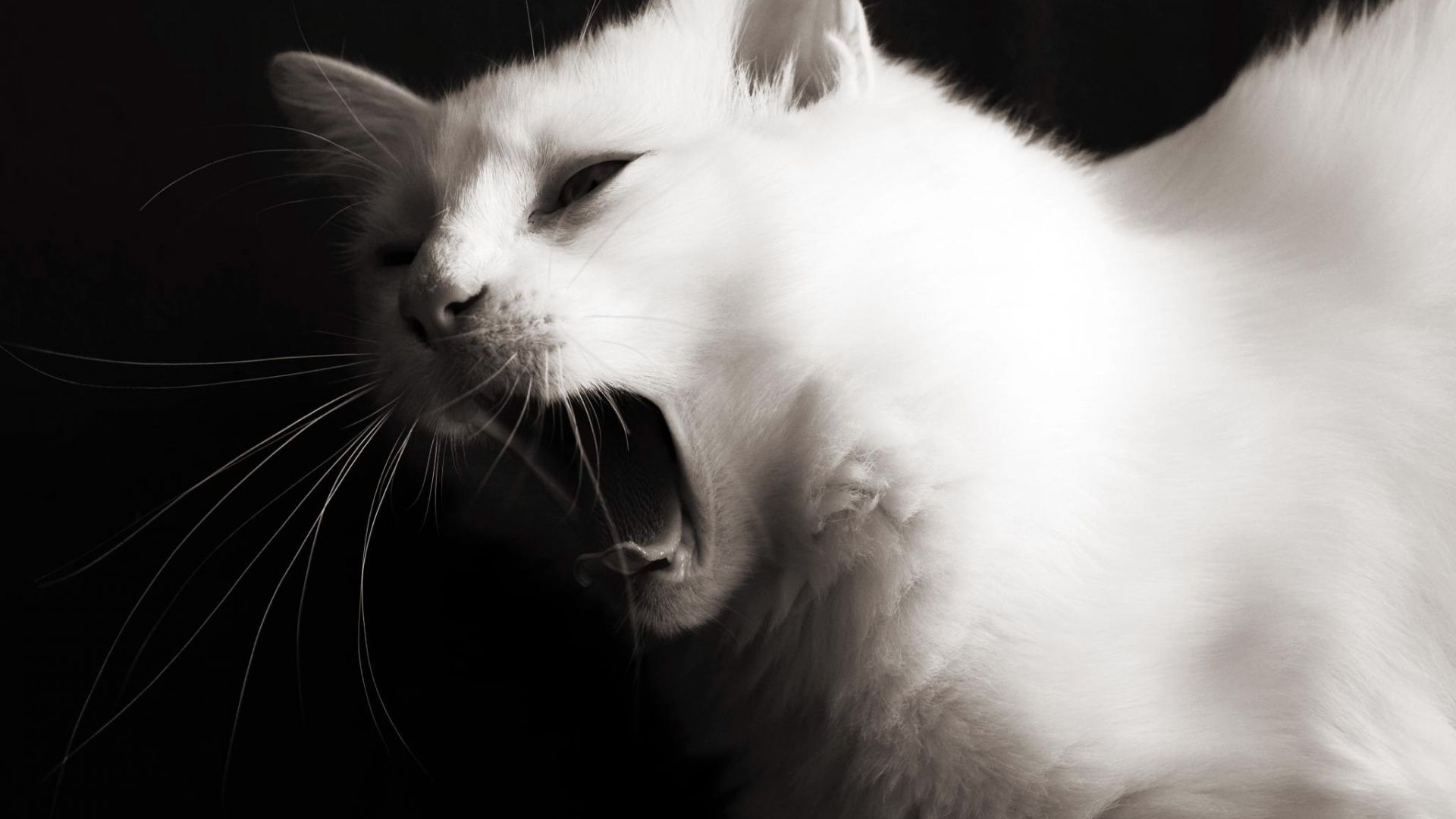 Free download Beautiful white young cat yawns wallpaper and image wallpaper [2048x1365] for your Desktop, Mobile & Tablet. Explore White Cat Wallpaper. Cat Desktop Wallpaper, Black And White Cat