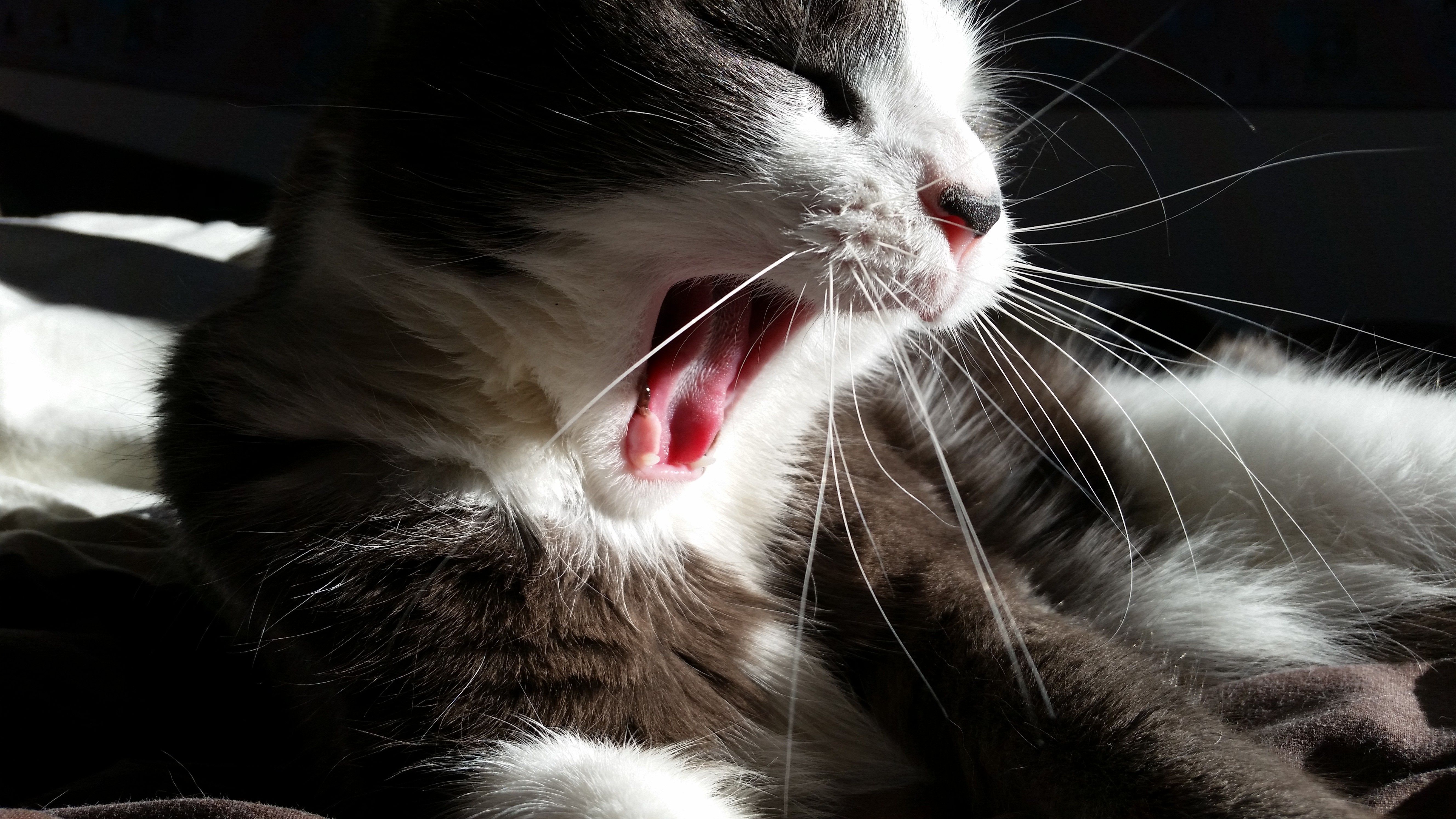 cat, Sleep, Mouths, Yawning, Animals Wallpaper HD / Desktop and Mobile Background