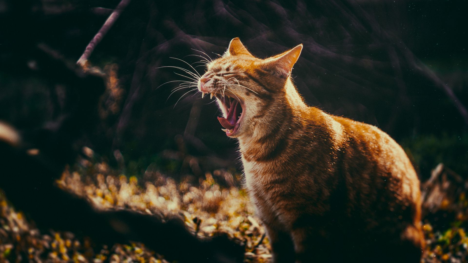 Wallpaper fangs cat yawn grin. Cat yawning, Cats, Yawning