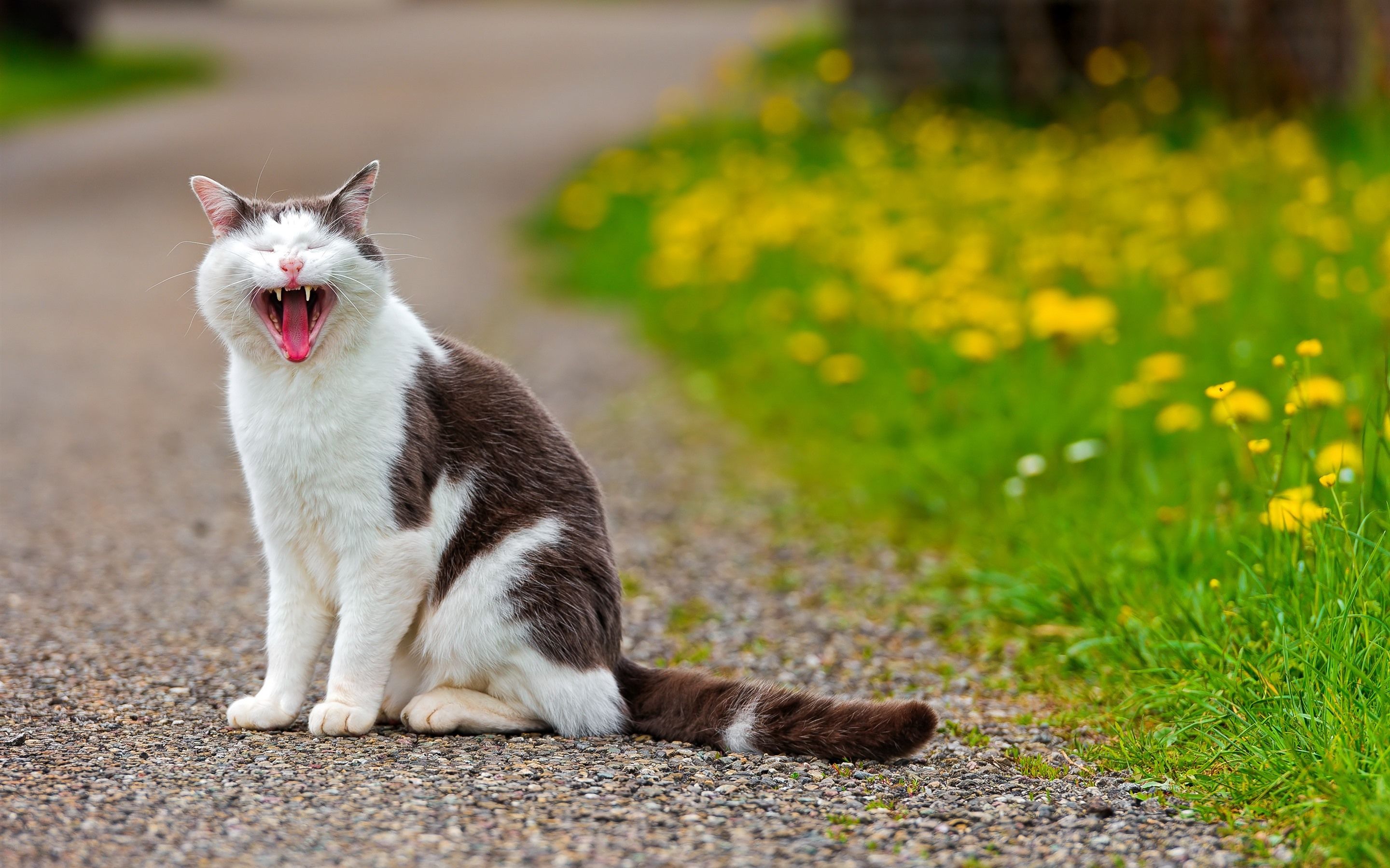 Wallpaper Cat yawn, yellow flowers 2880x1800 HD Picture, Image