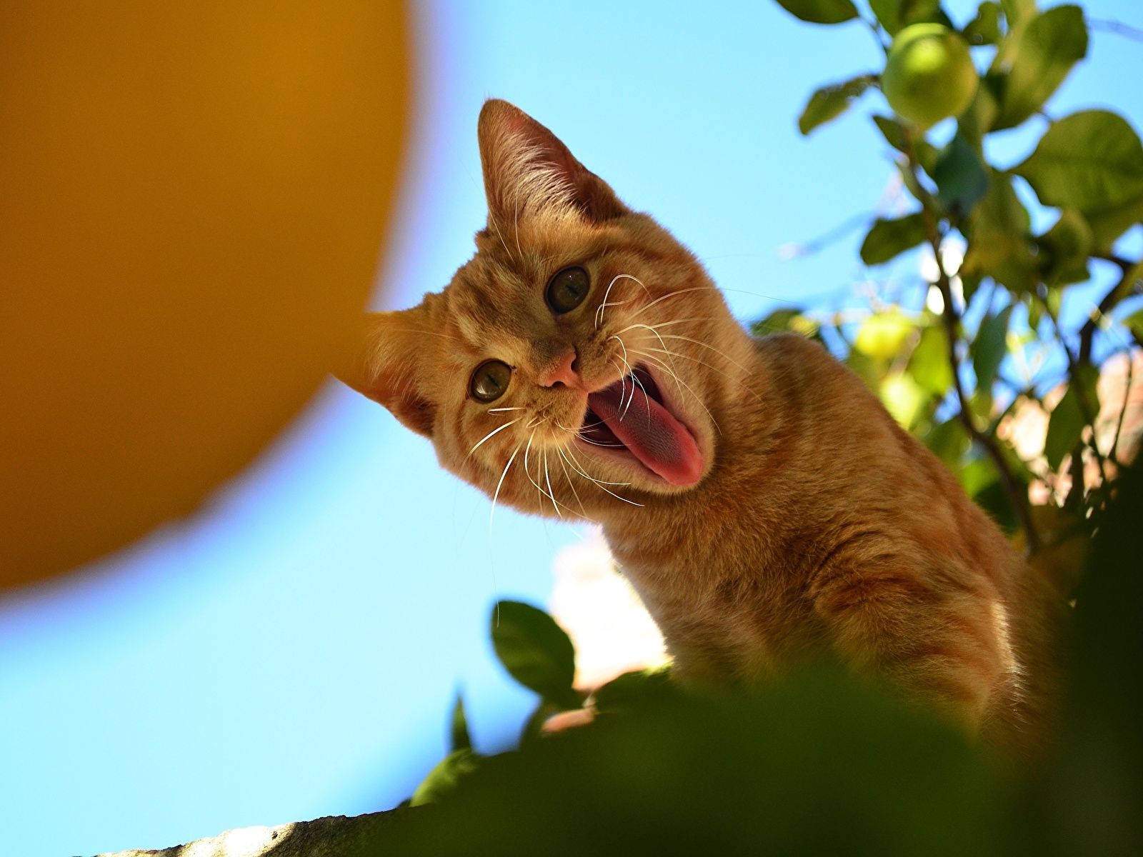Picture cat Tongue yawning Ginger color animal 1600x1200