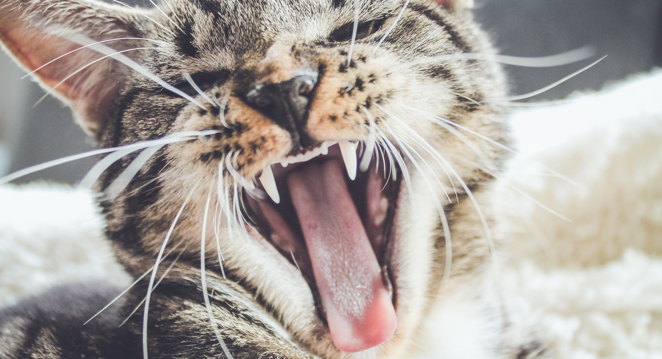 Download 2650x1440 Cat, Close Up, Teeth, Yawn Wallpaper