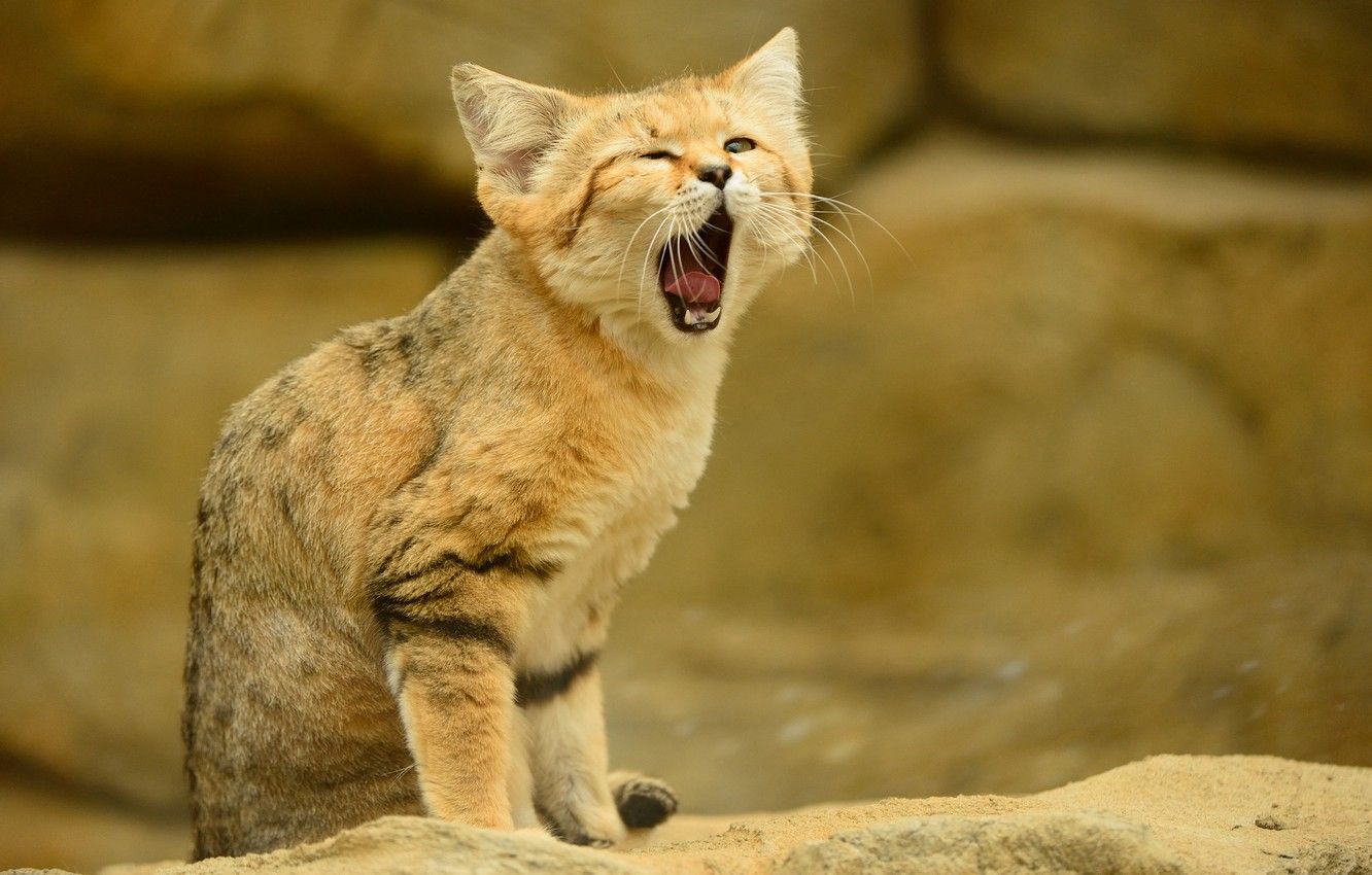 Wallpaper language, cat, look, yawns, sandy the cat, sand cat, sand cat image for desktop, section кошки