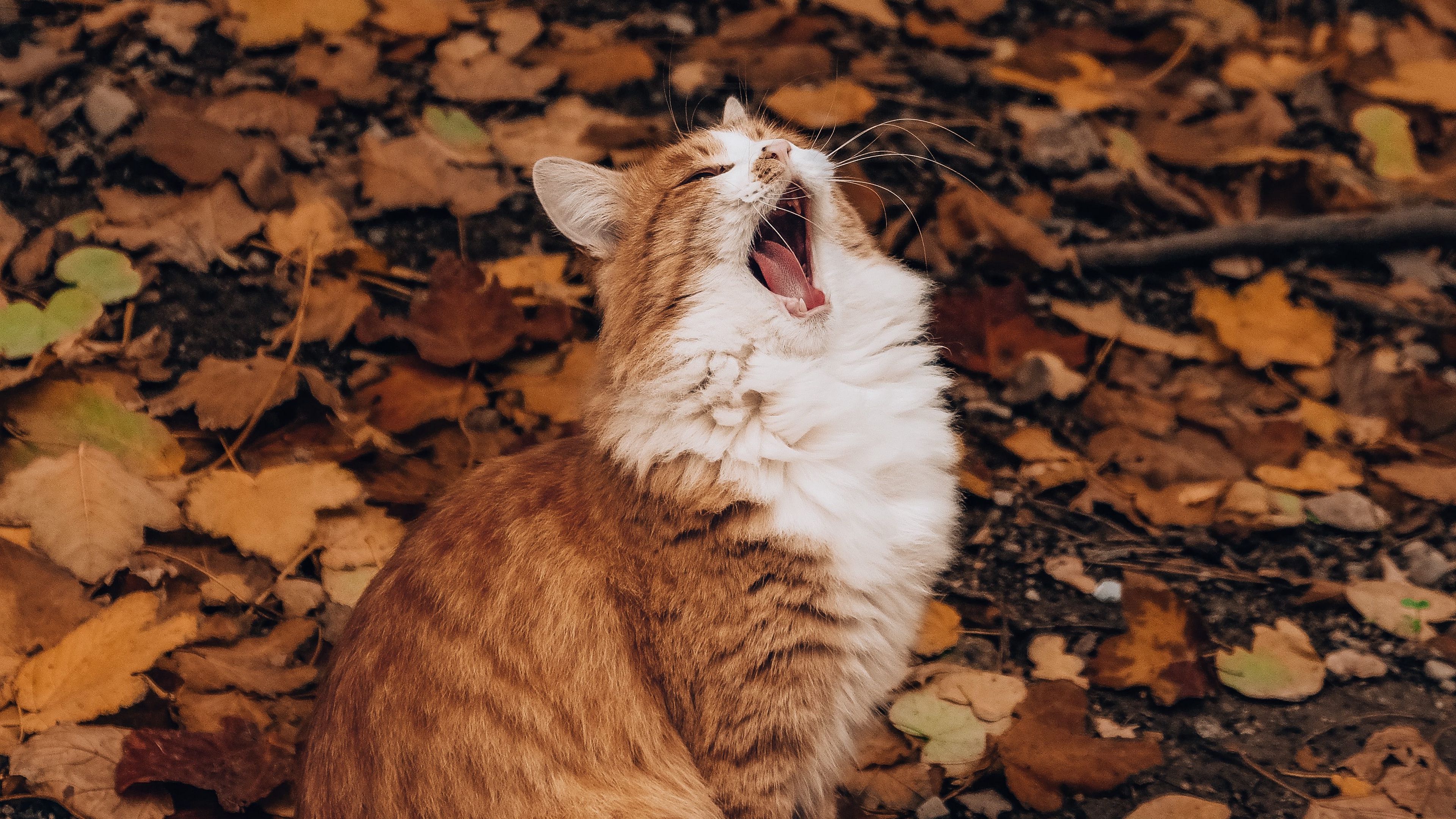 Yawning Cat Wallpaper