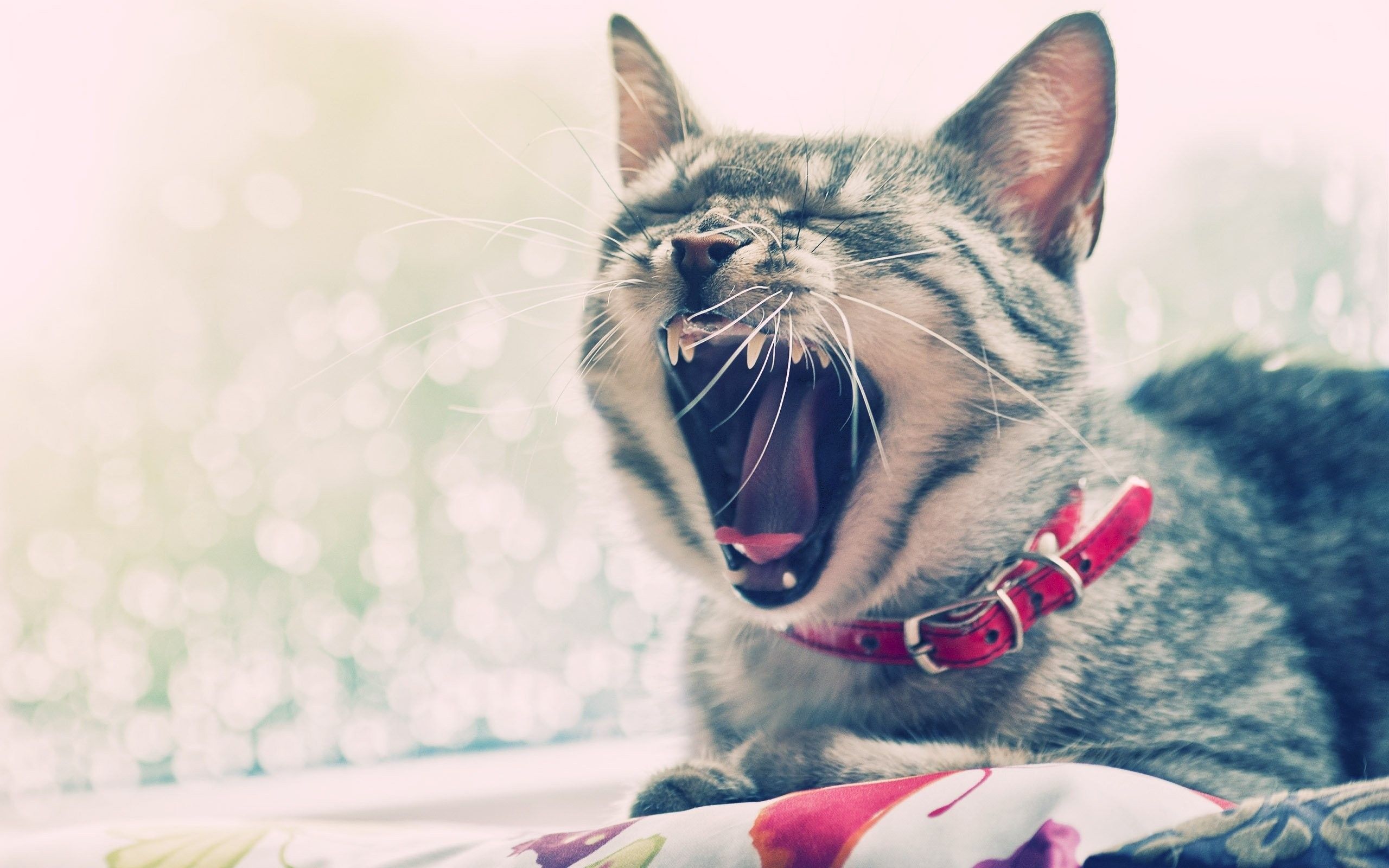Cat, Face, Yawn, Collars wallpaper