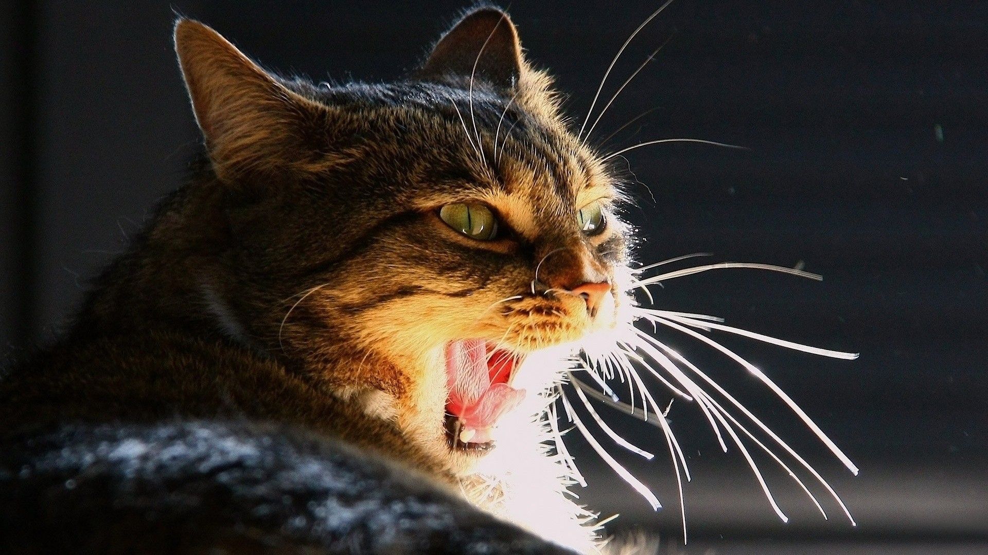 Animals cats feline angry fierce pet 1920x1080. Cat yawning, Cats, Yawning animals