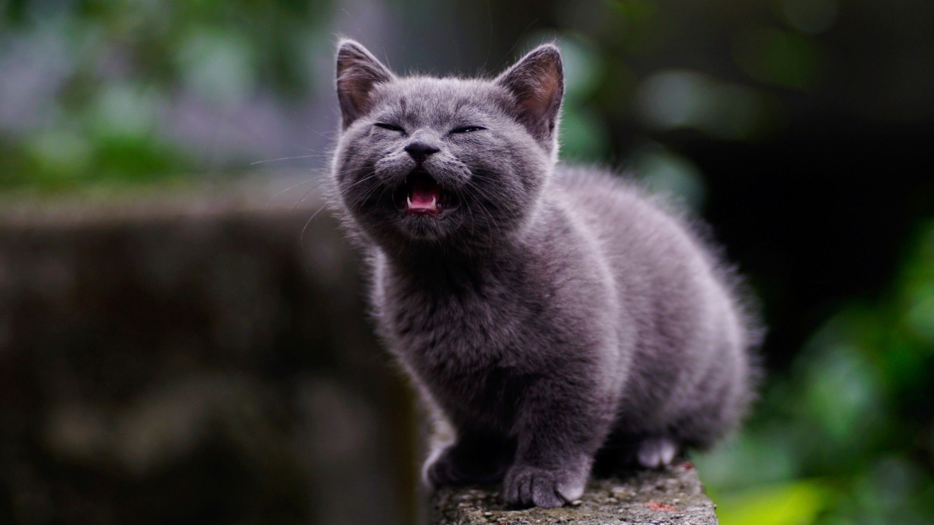 Desktop Wallpaper Cute, Black Cat, Animal, Yawn, HD Image, Picture, Background, 34099d