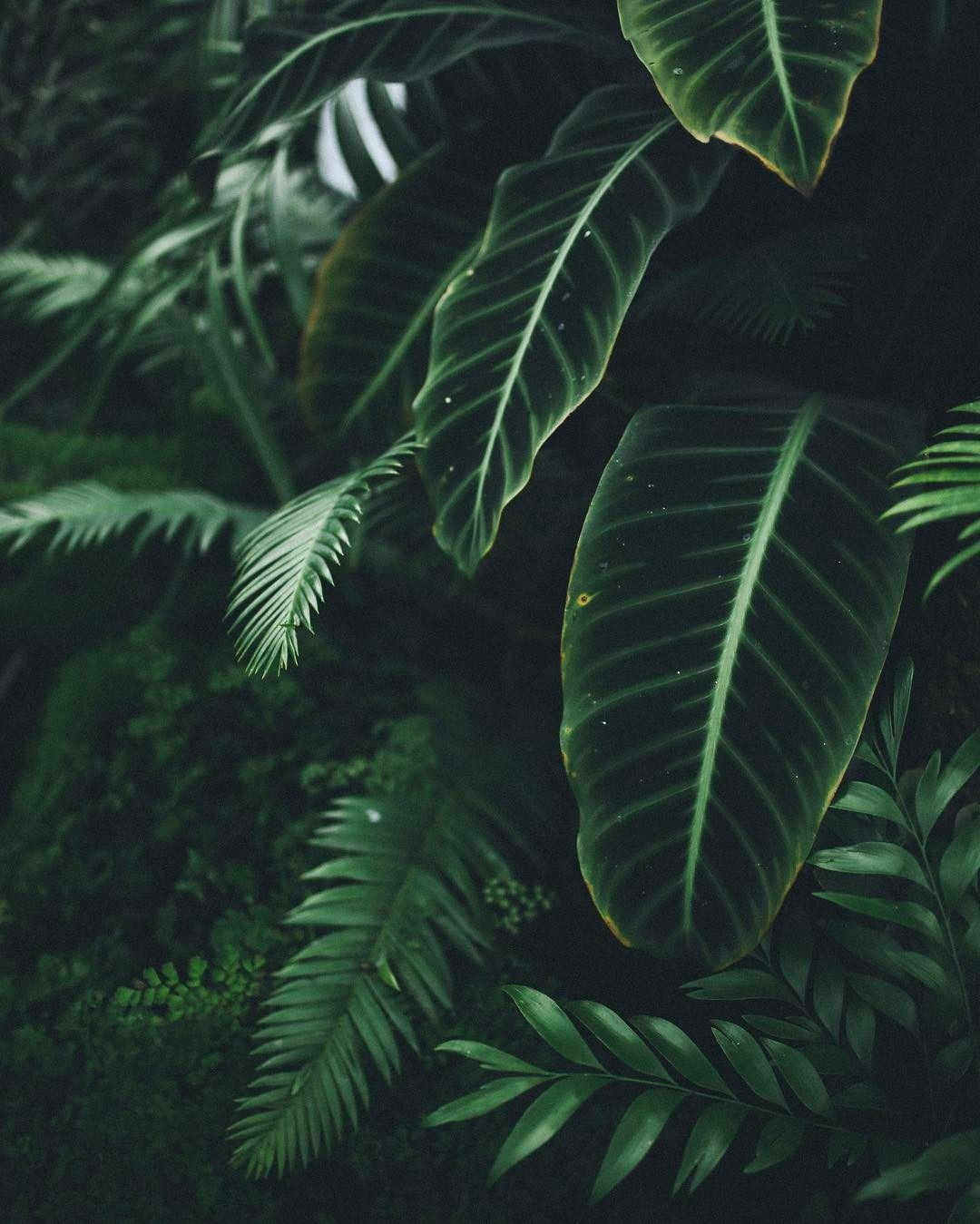 Plants Aesthetic PC Wallpaper