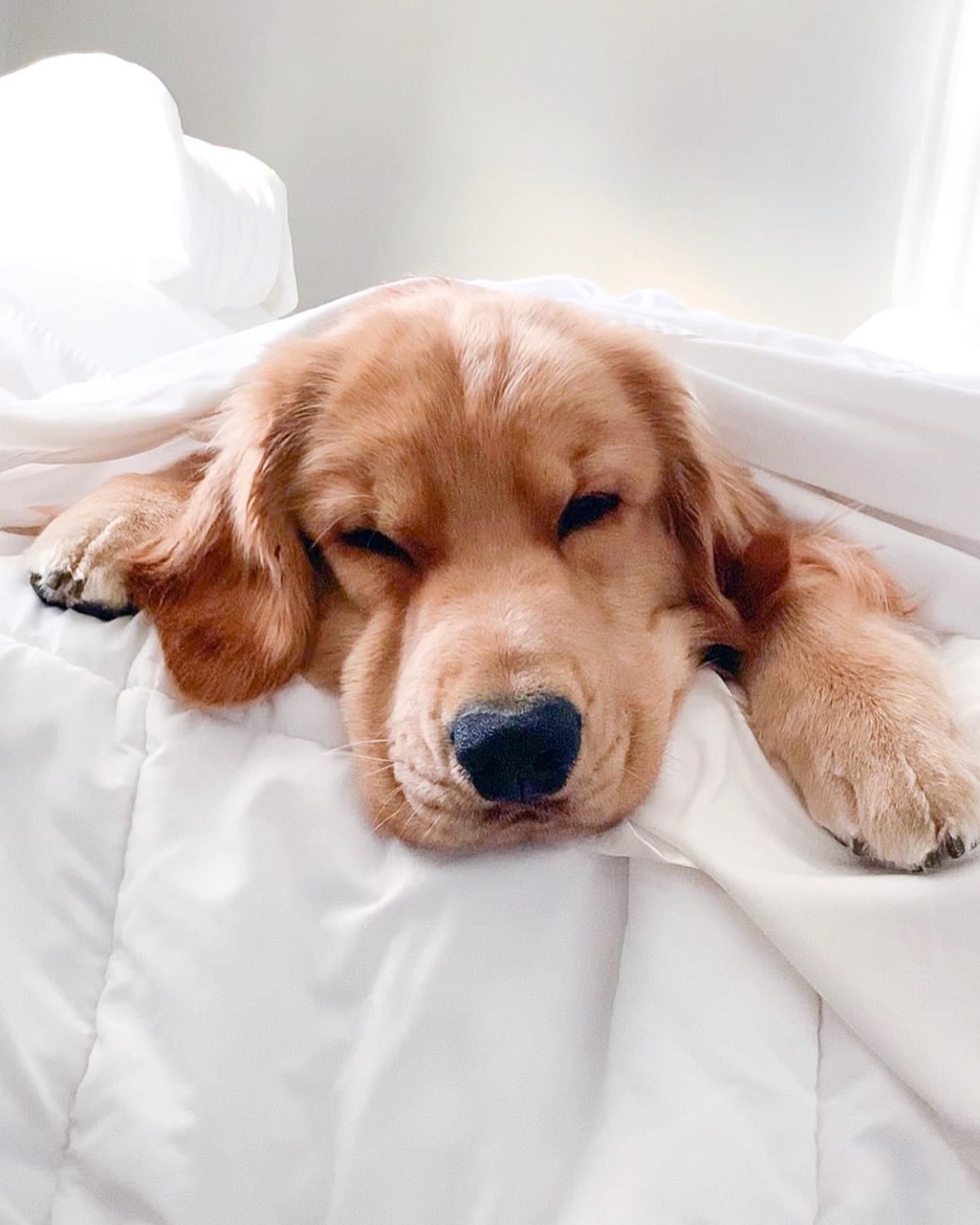 Tucker budzyn. Smartest dogs, Smartest dog breeds, Cute little animals