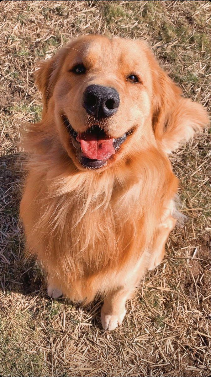 Tucker Budzyn. Really cute dogs, Cute dogs and puppies, Cute dogs