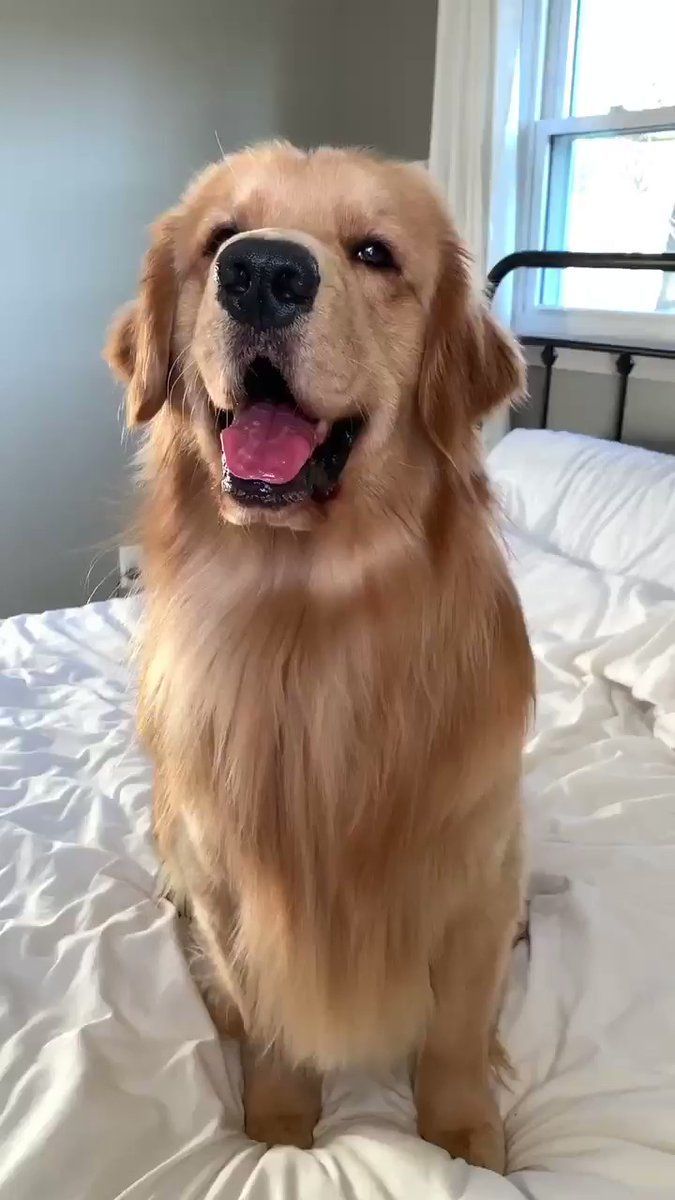 Tucker Budzyn Tuckerbudzyn Twitter Golden Retriever