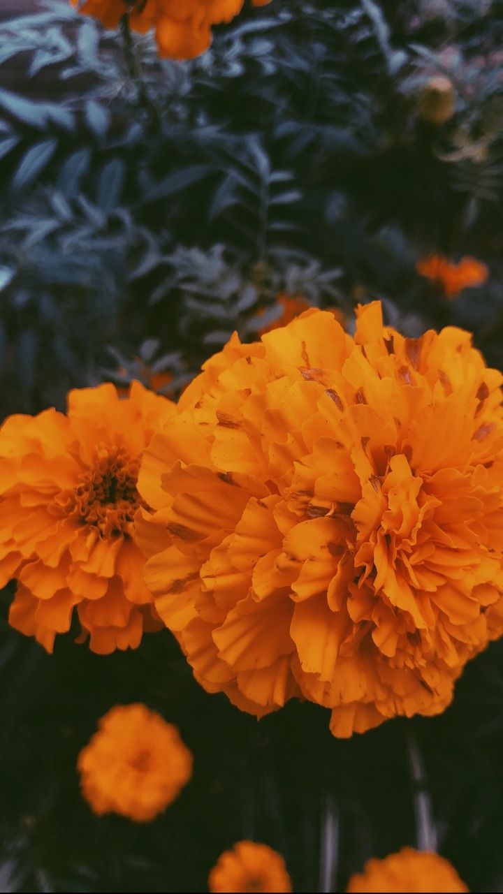 Orange Baddie Wallpapers Wallpaper Cave