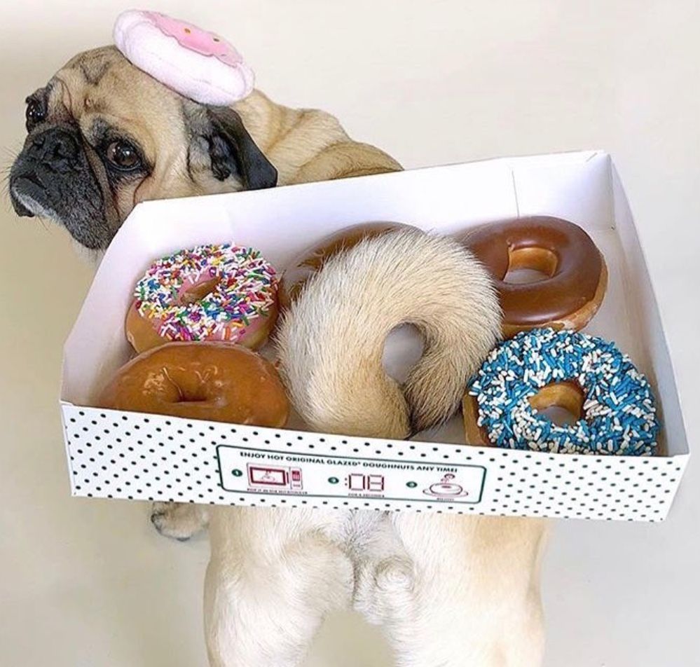 A pug with donuts #donuts #pugs #pugswithdonuts #donutsandpugs #youngpugs #pugswithfood #pugandfood. Cute pugs, Pugs funny, Baby pugs