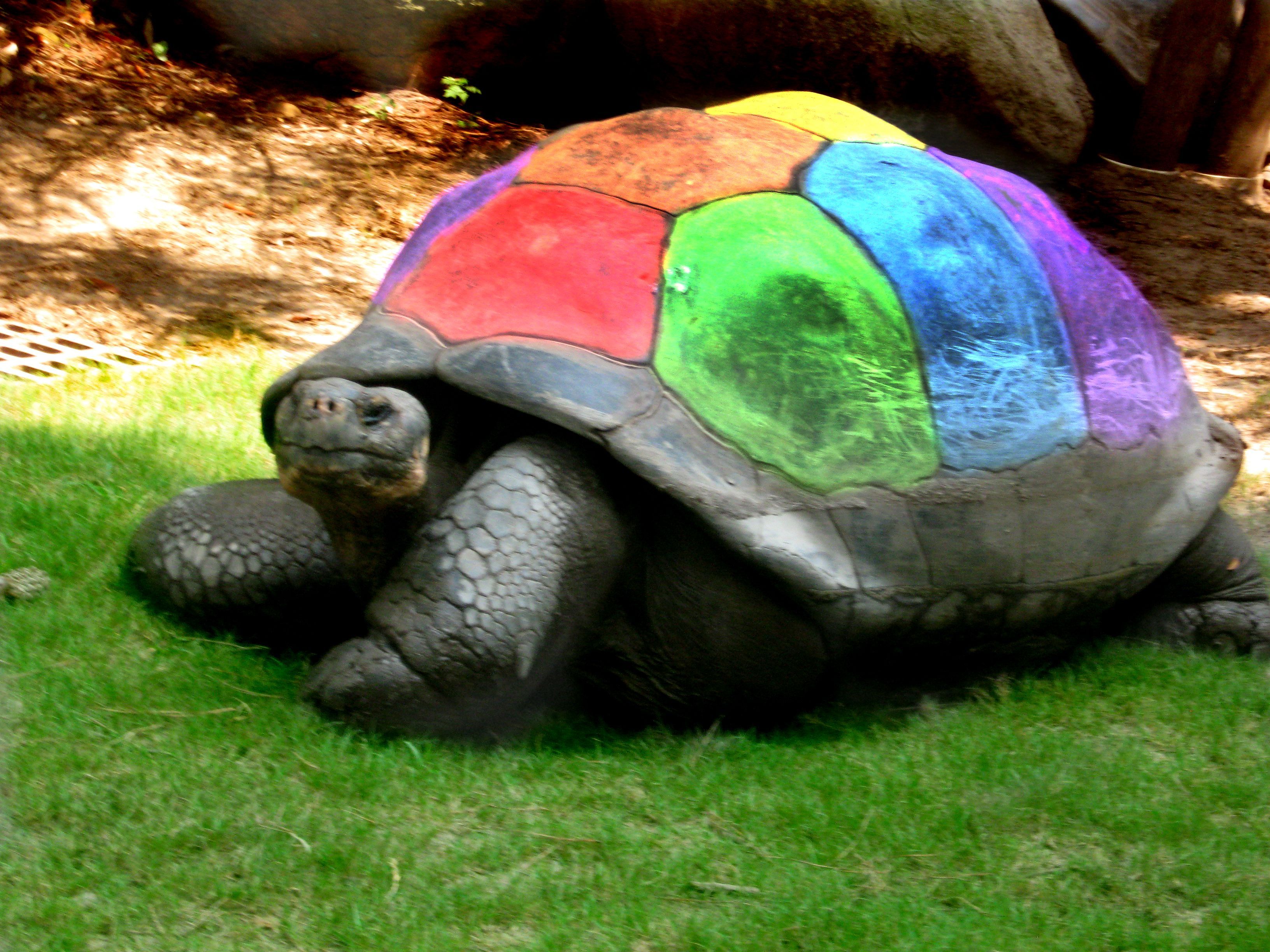 Rainbow turtle only Kailey would know. Turtle, Sea turtle wallpaper, Turtle background