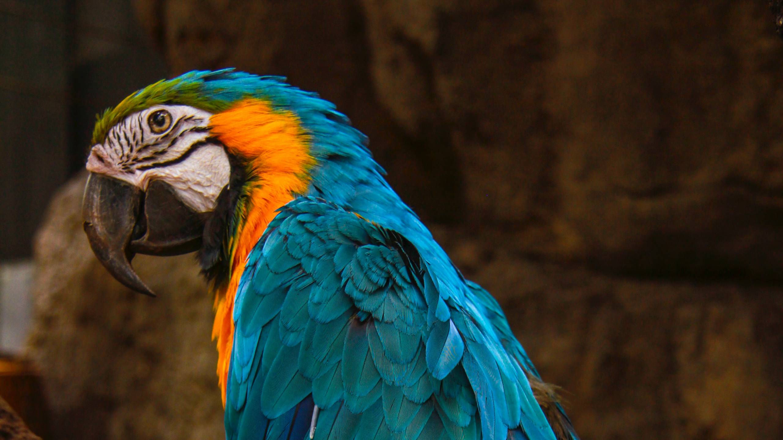 Parrot 4K wallpaper for your desktop or mobile screen free and easy to download