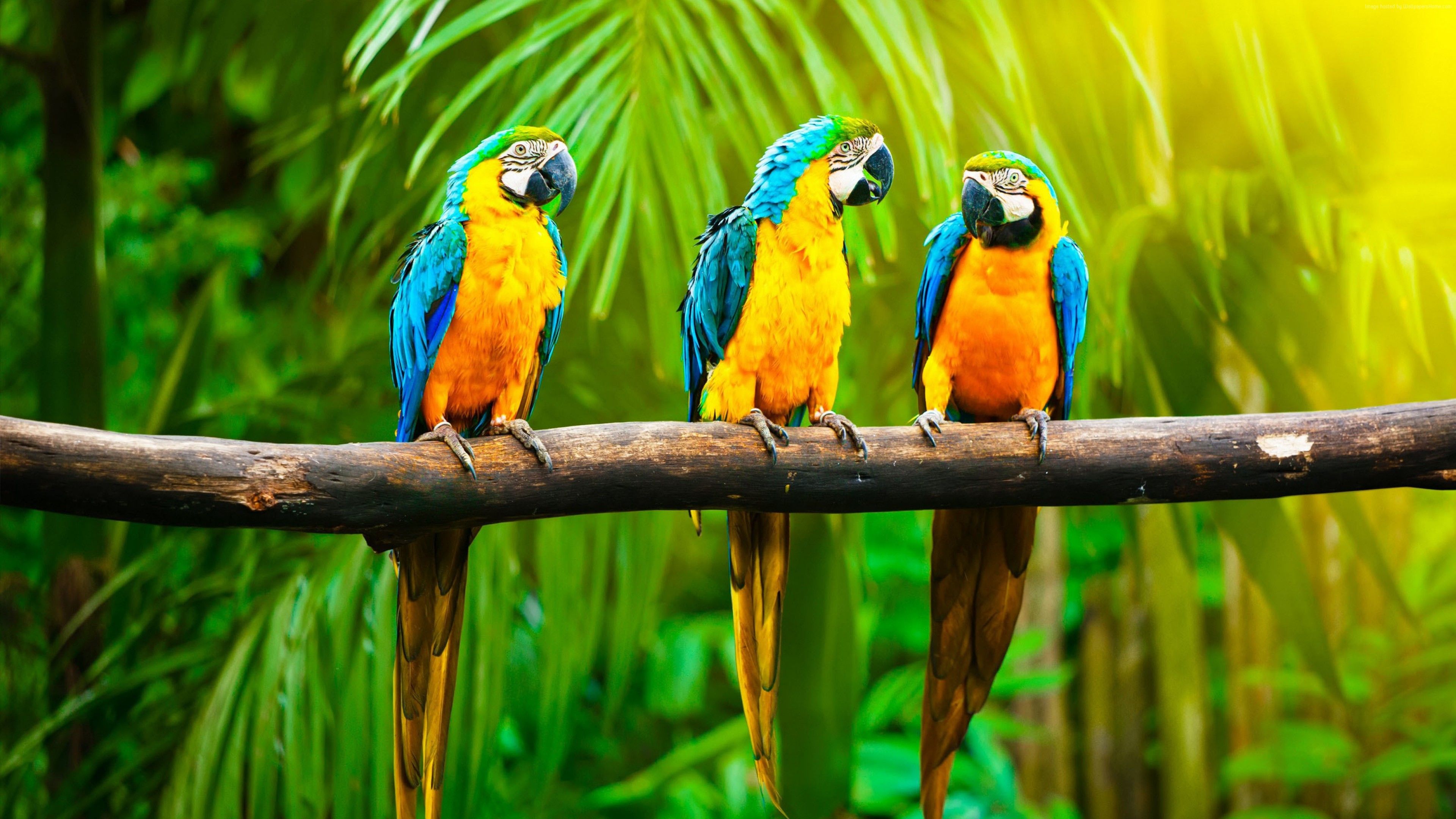 Wallpaper Macaw, parrot, tropics, Animals Wallpaper Download Resolution 4K Wallpaper