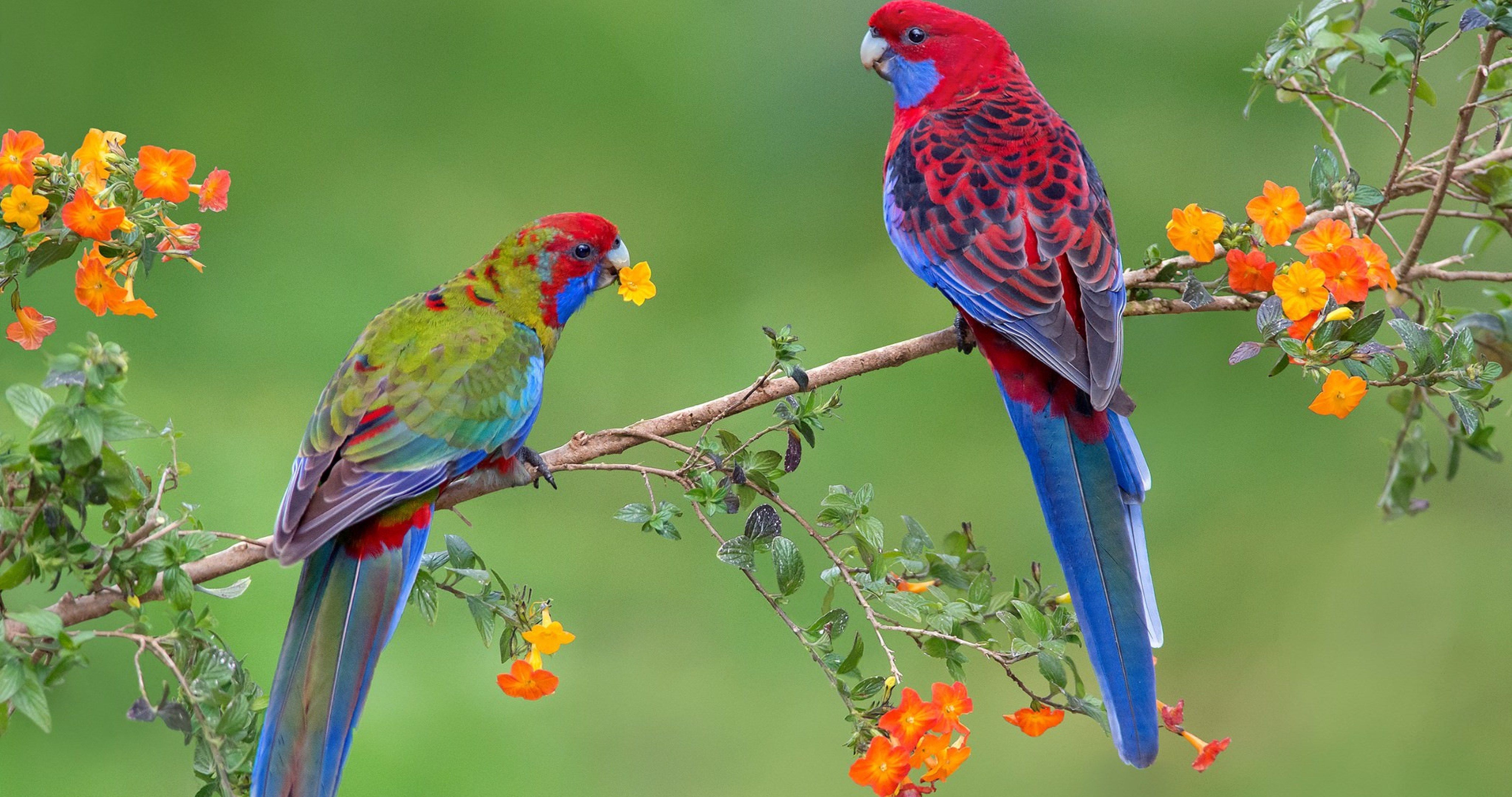 a couple parrots 4k ultra HD wallpaper. Beautiful birds, Animals, Bird wallpaper