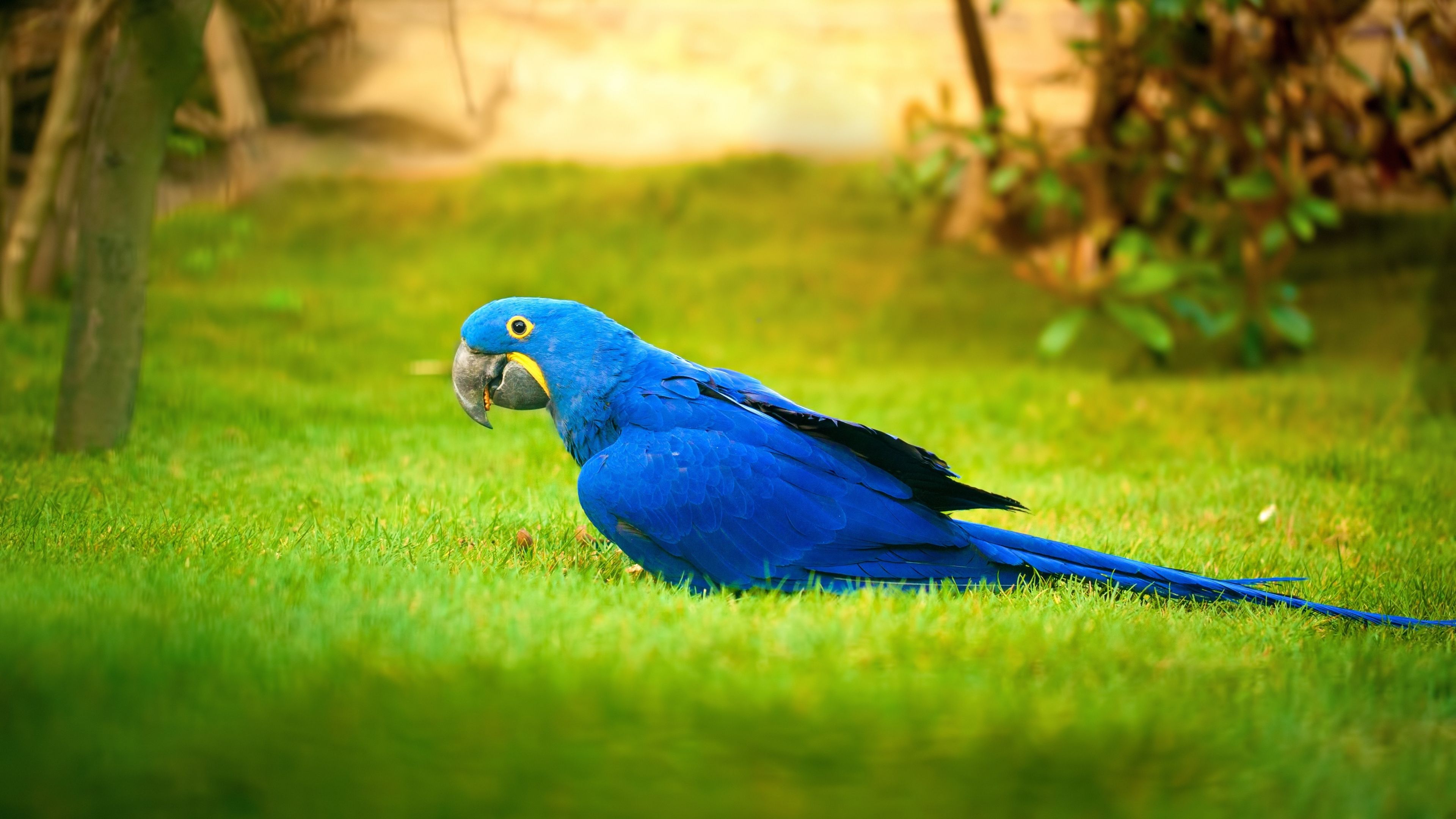 Download 3840x2160 wallpaper macaw, bird, grass, parrot, 4k, uhd 16: widescreen, 3840x2160 HD image, background, 2471