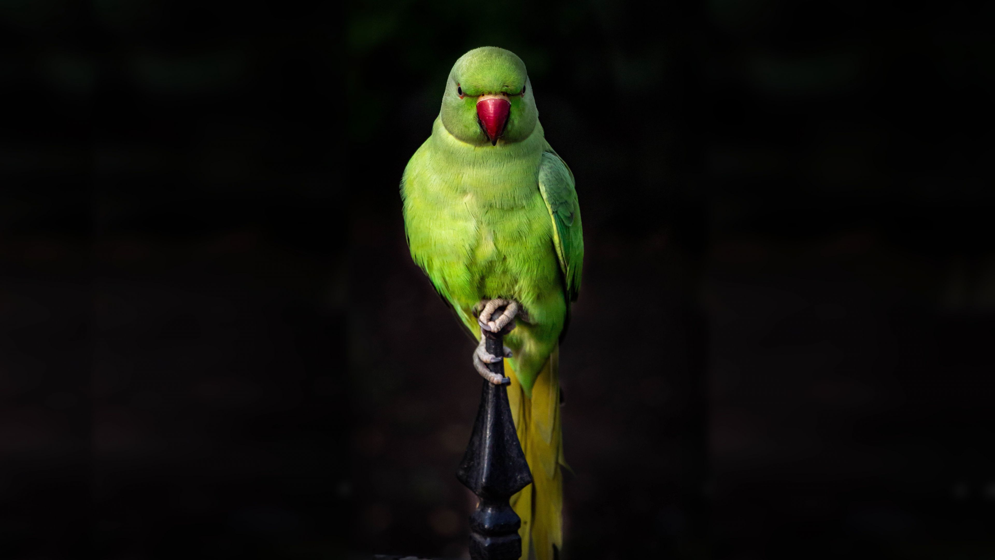 Download 3840x2160 wallpaper parrot, green, bird, sit, portrait, 4k, uhd 16: widescreen, 3840x2160 HD image, background, 8309
