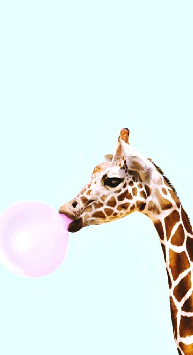 my beautiful collections. Animal wallpaper, Wallpaper iphone cute, iPhone wallpaper