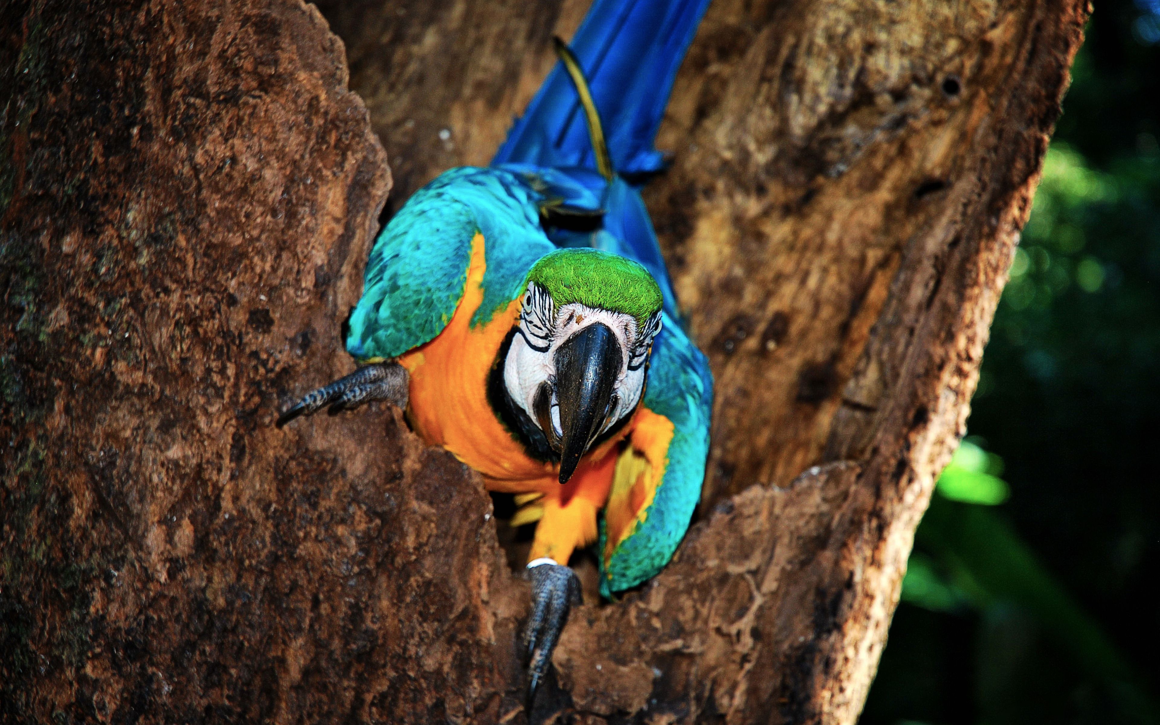 Download Colorful, parrot, bird wallpaper, 3840x 4K Ultra HD 16: Widescreen