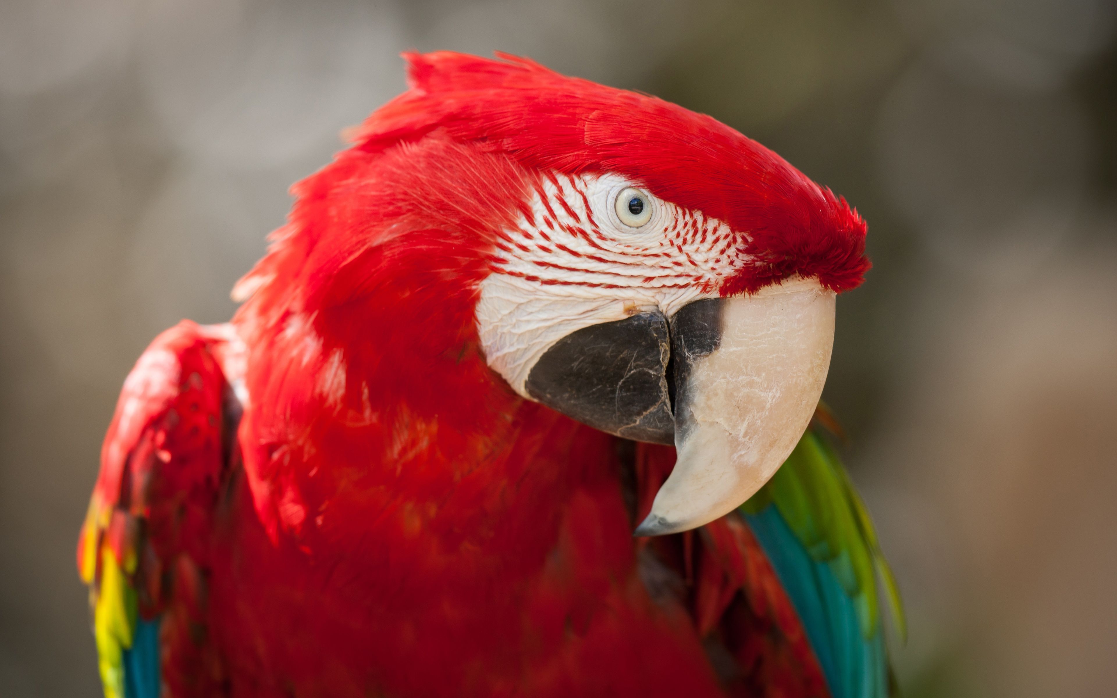 Macaw 4K wallpaper for your desktop or mobile screen free and easy to download