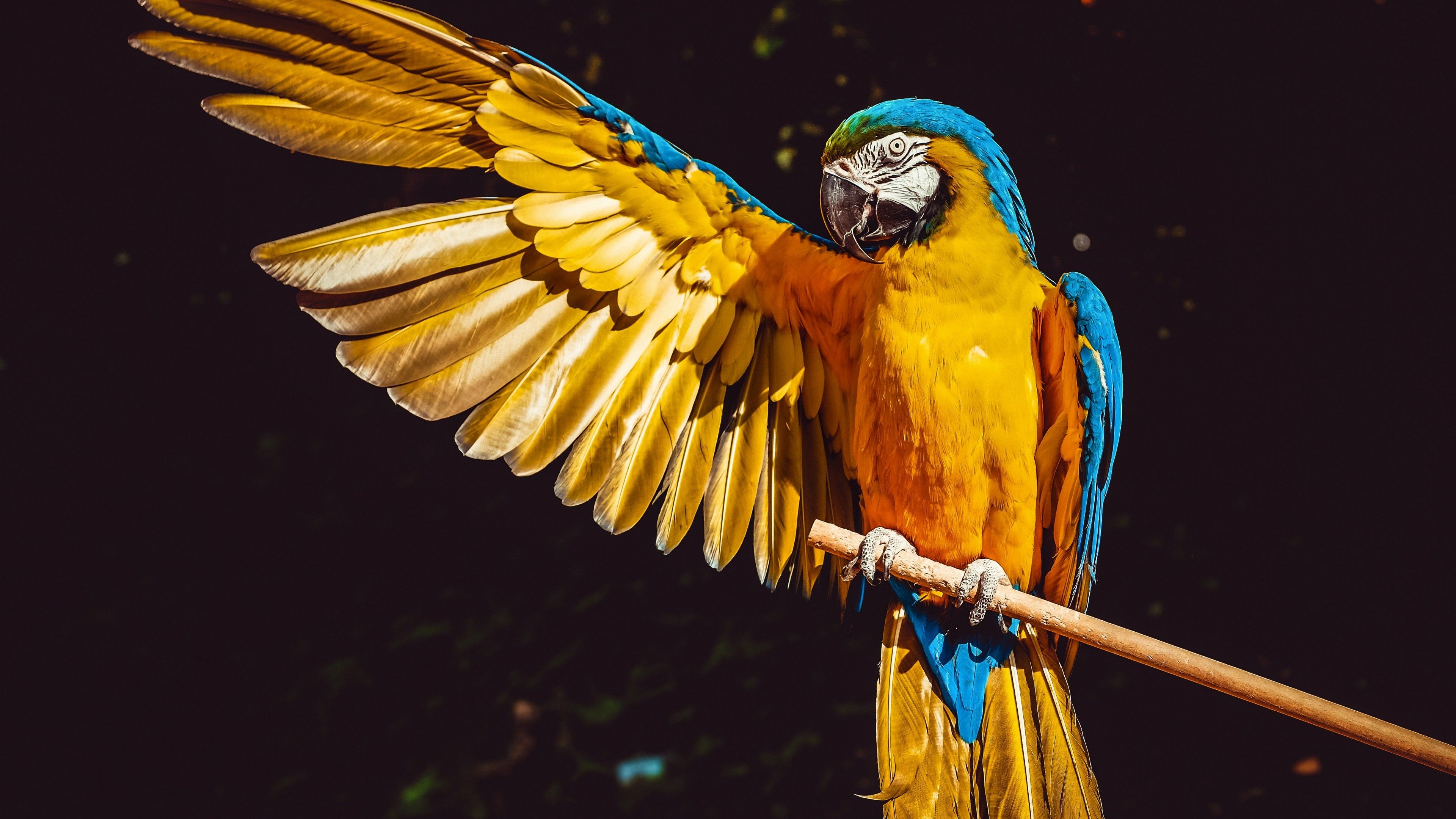 Yellow Macaw 4K Wallpaper, Bird, Colorful, Parrot, Black background, 5K, Animals