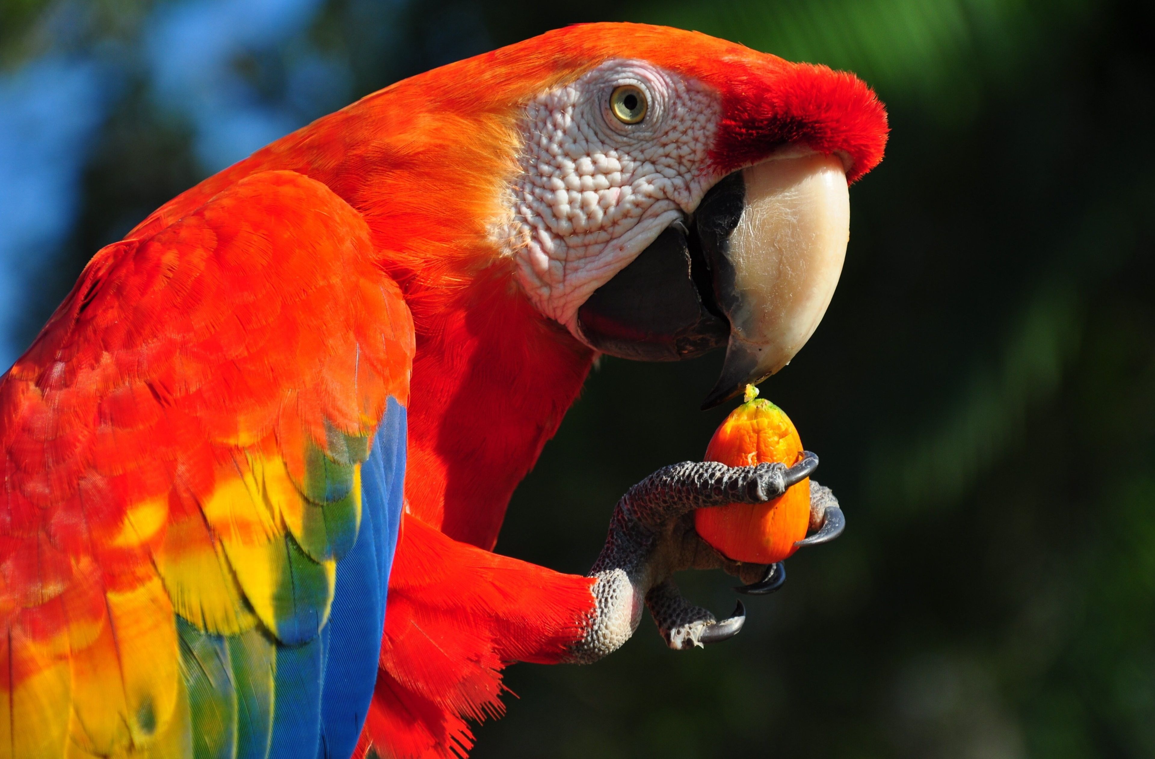 3840x2524 macaw parrot 4k windows wallpaper