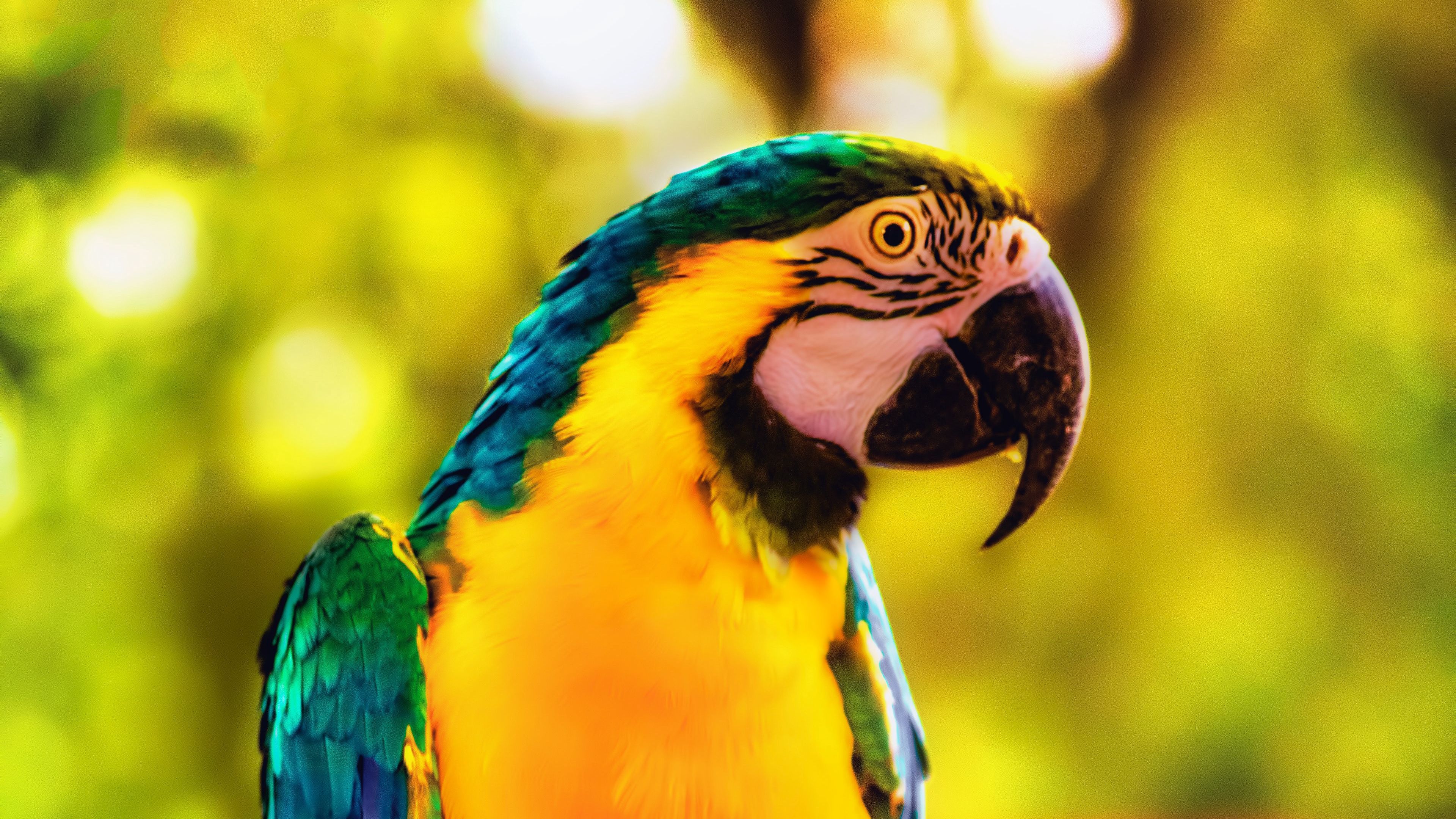 Parrot HD Wallpaper & Background