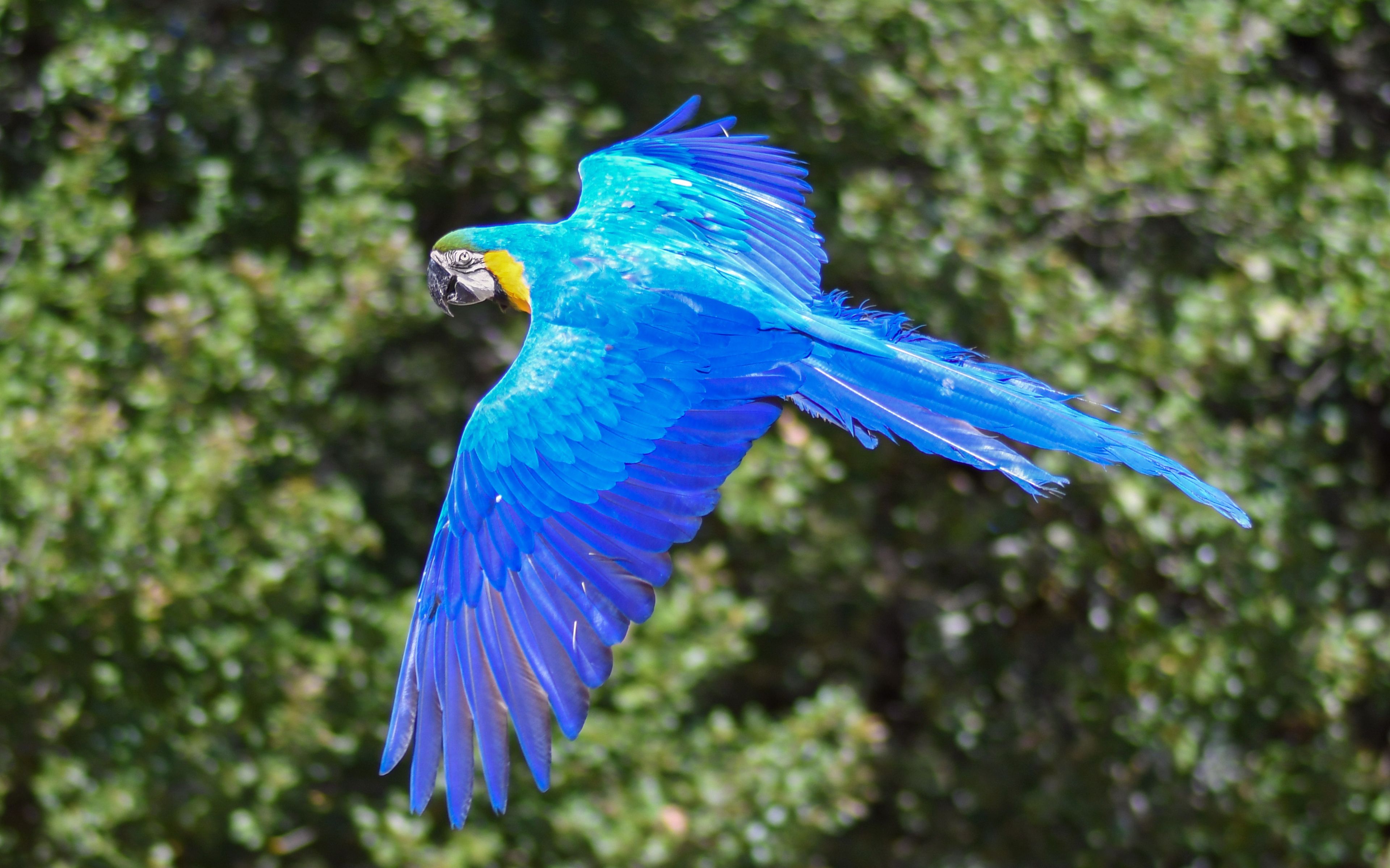 Desktop Wallpaper Parrot, Blue Orange Bird, Macaw Bird, Flight, 4k, HD Image, Picture, Background, 6a6594